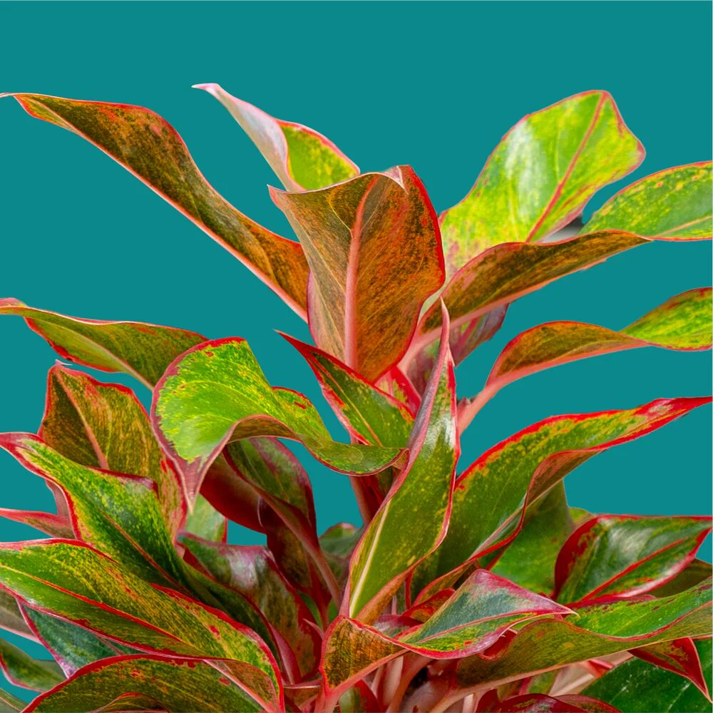 Siam Aurora Aglaonema | medium - Image 3