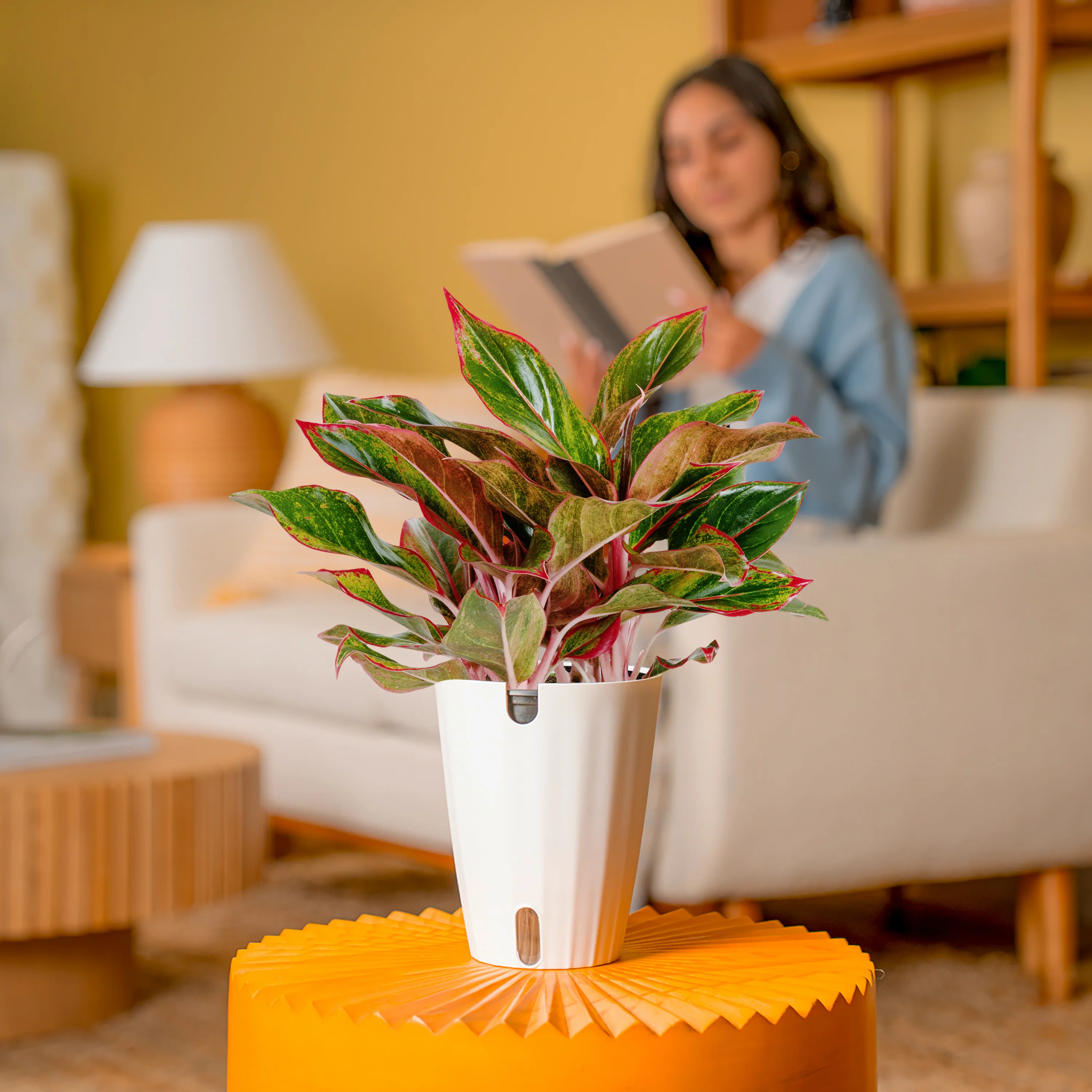 Siam Aurora Aglaonema | medium - Image 4
