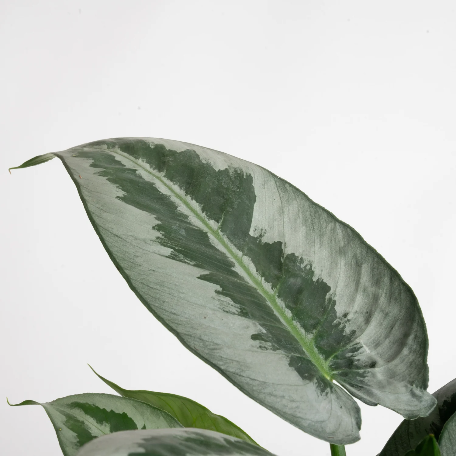 Silver Indukan | medium - Image 3