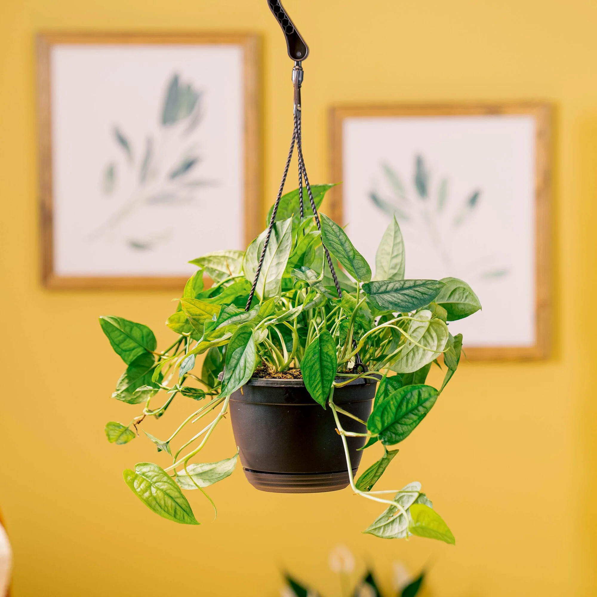 Monstera siltepecana | medium - Image 2