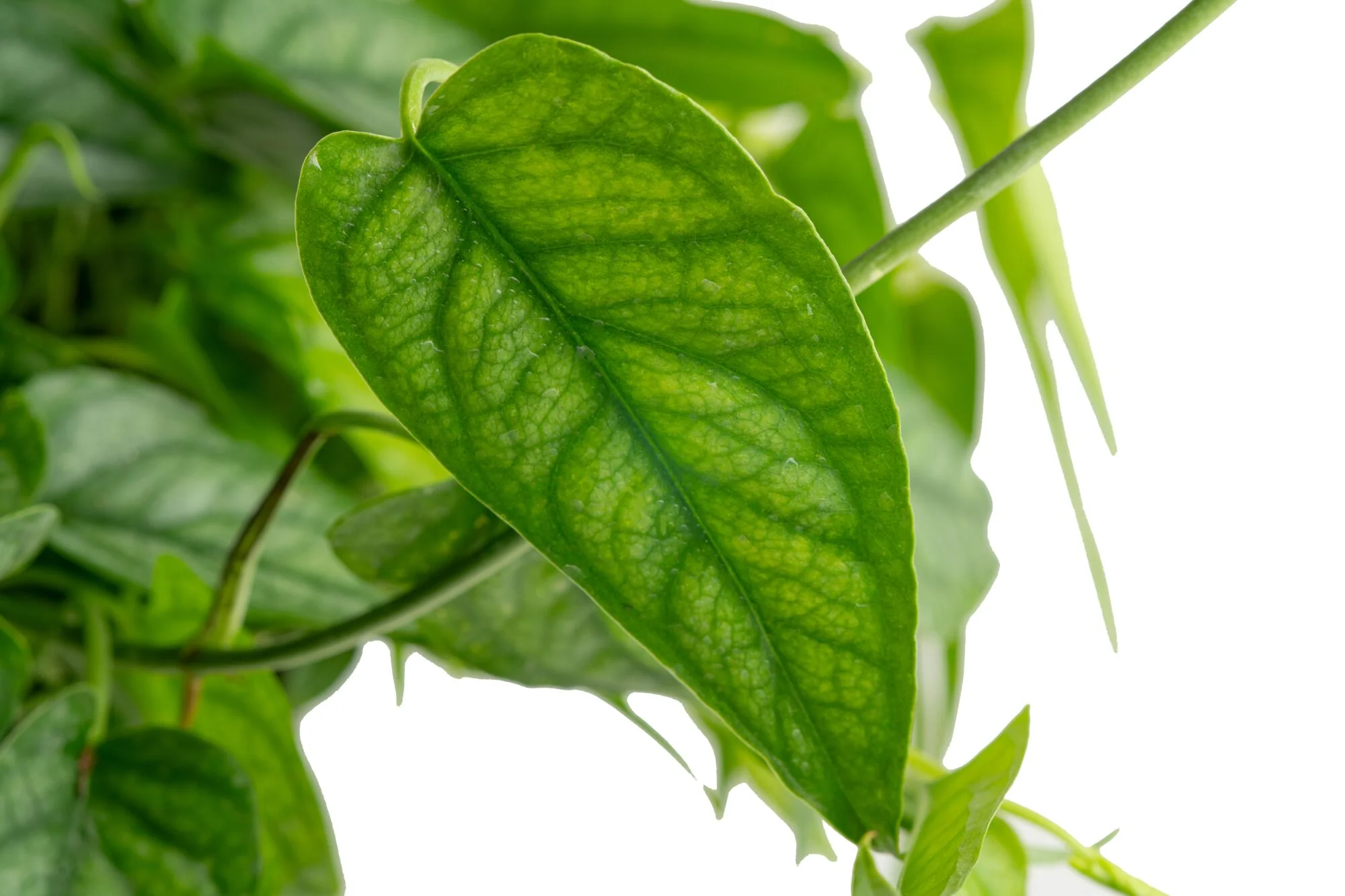 Monstera siltepecana | medium - Image 3