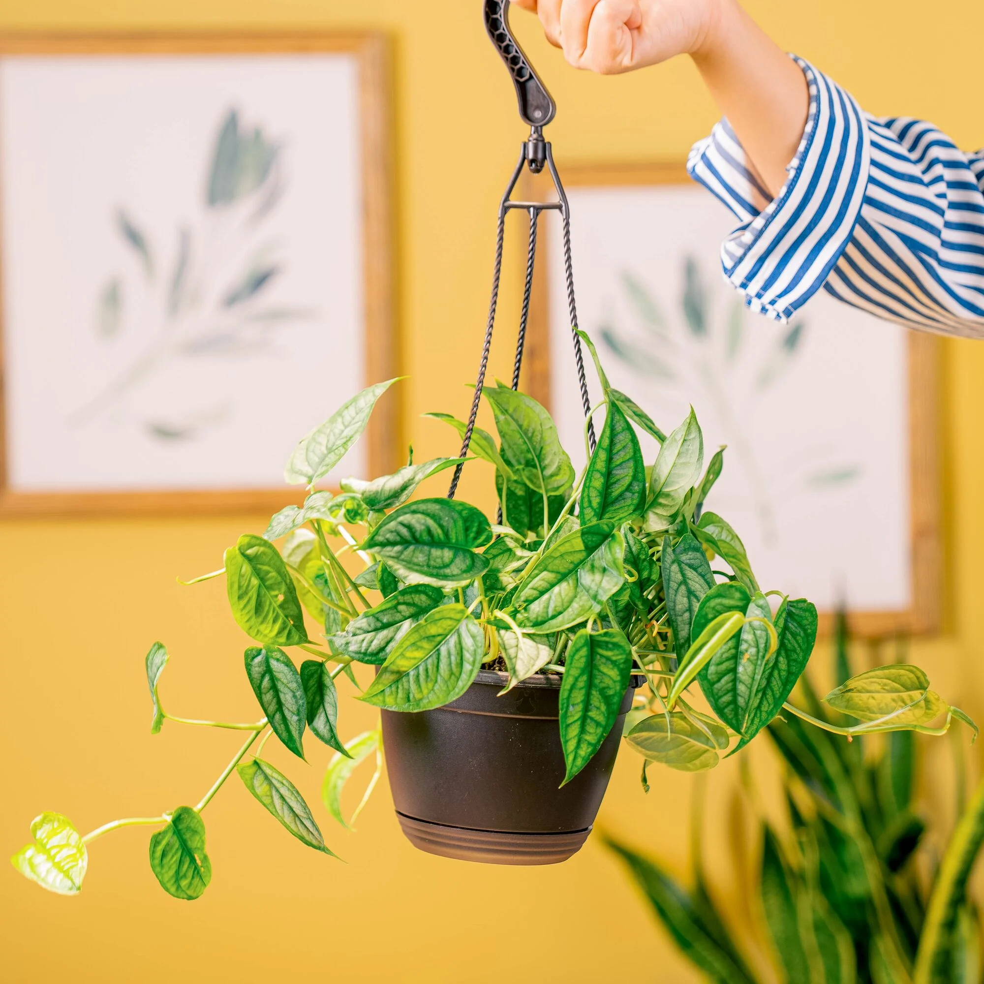 Monstera siltepecana | medium - Image 4