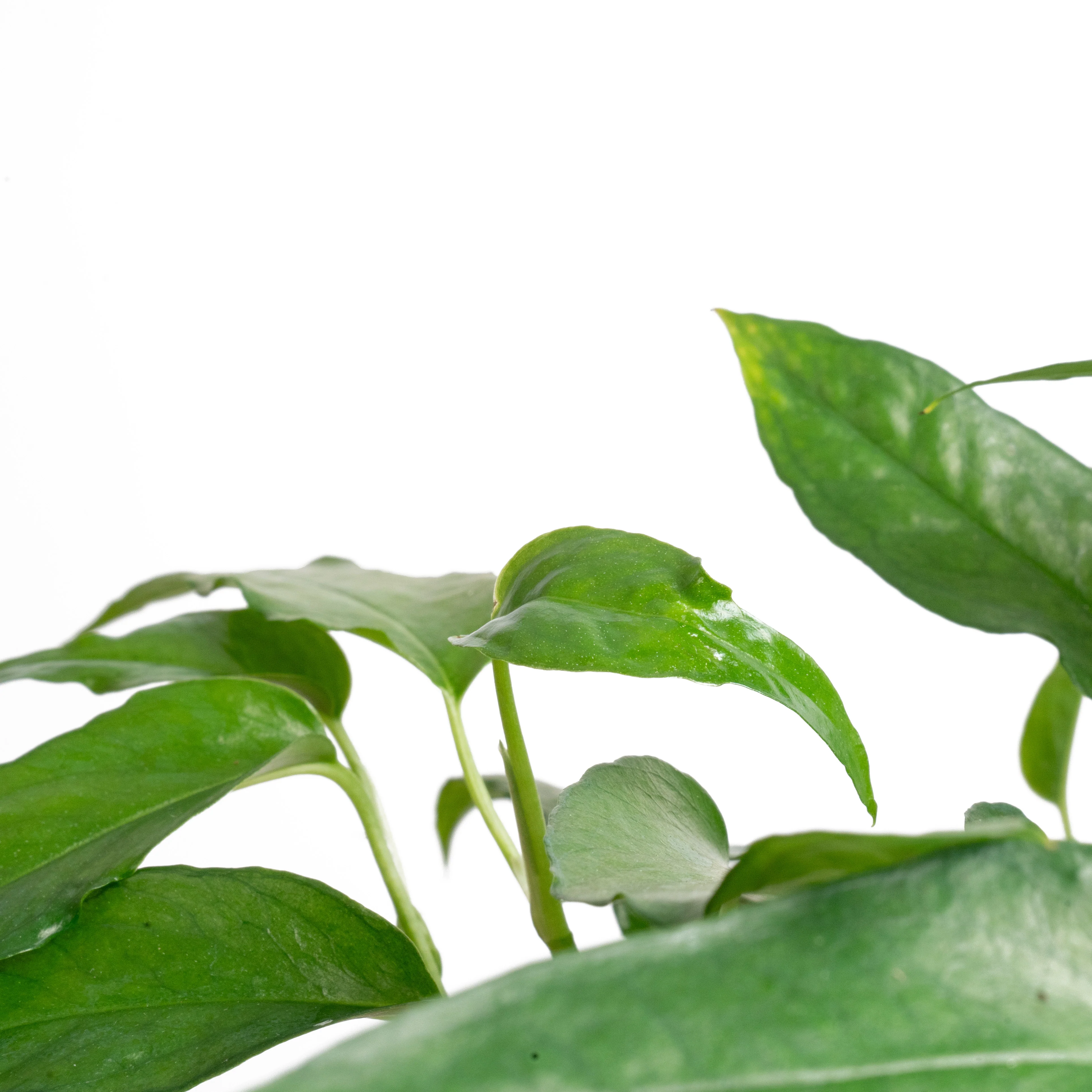 Skeleton Key Pothos | medium - Image 4