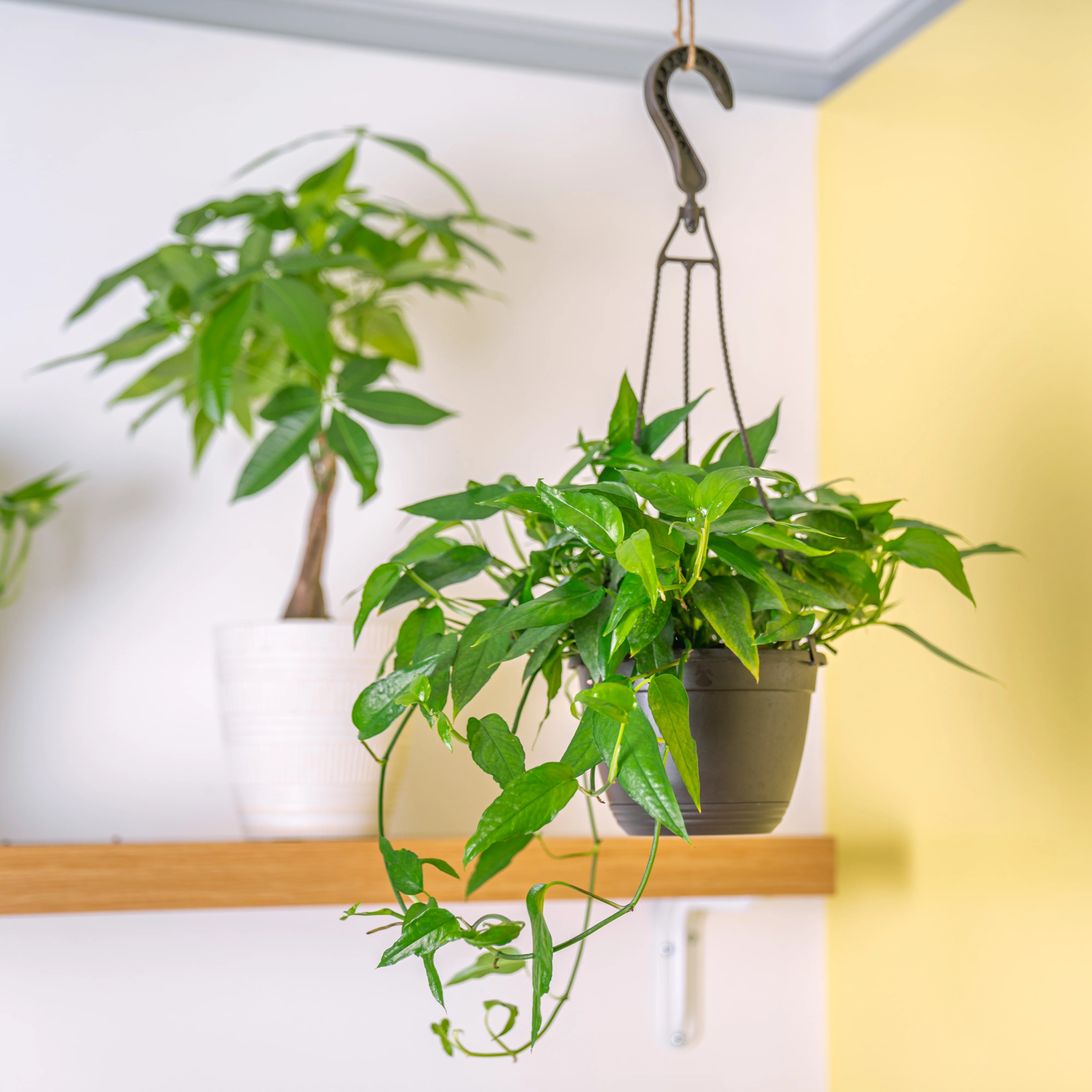Skeleton Key Pothos | medium - Image 5