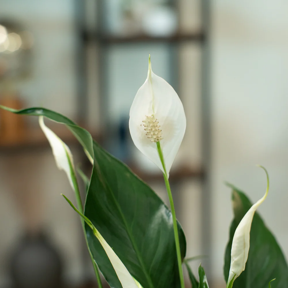 Peace Lily | medium - Image 3