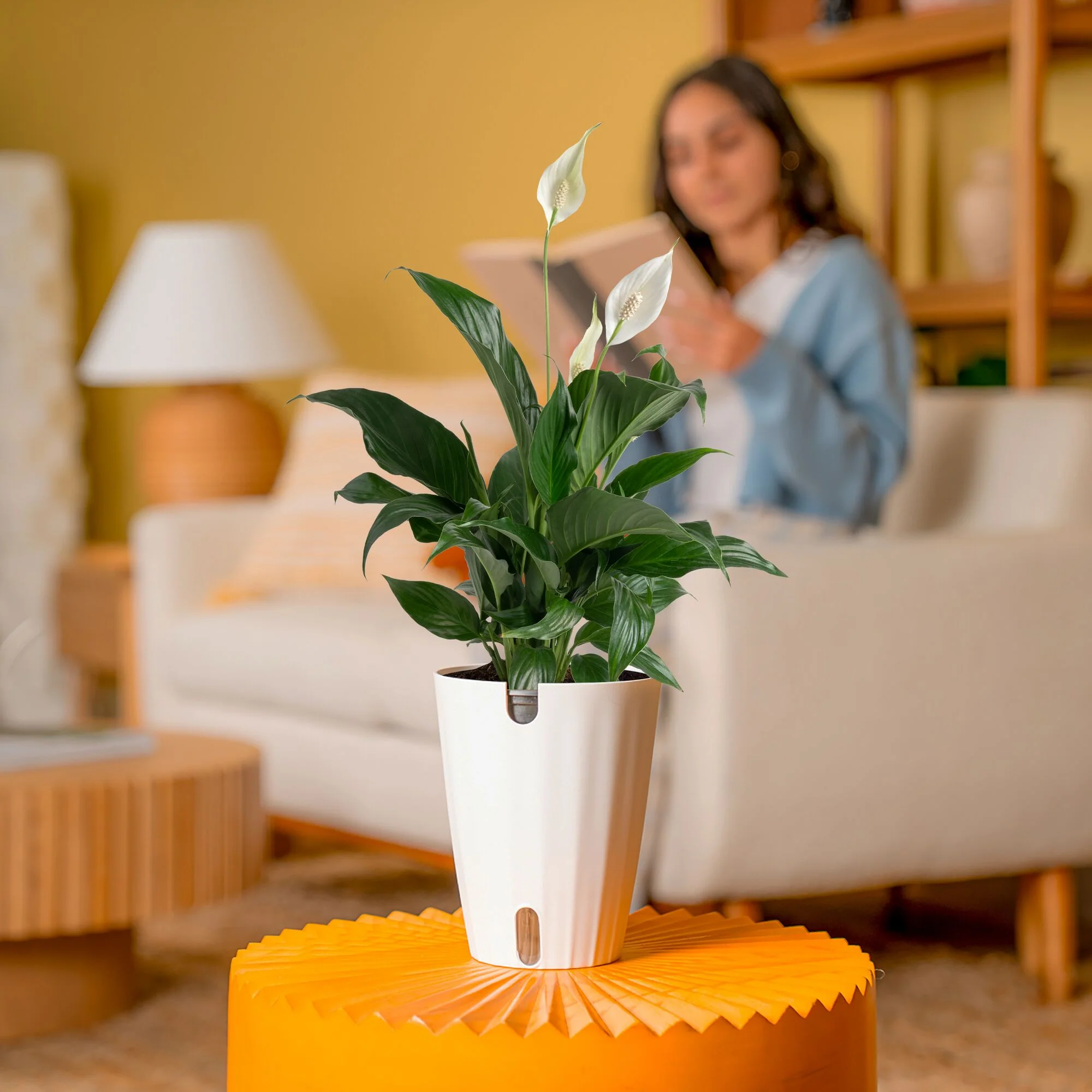 Peace Lily | medium - Image 4