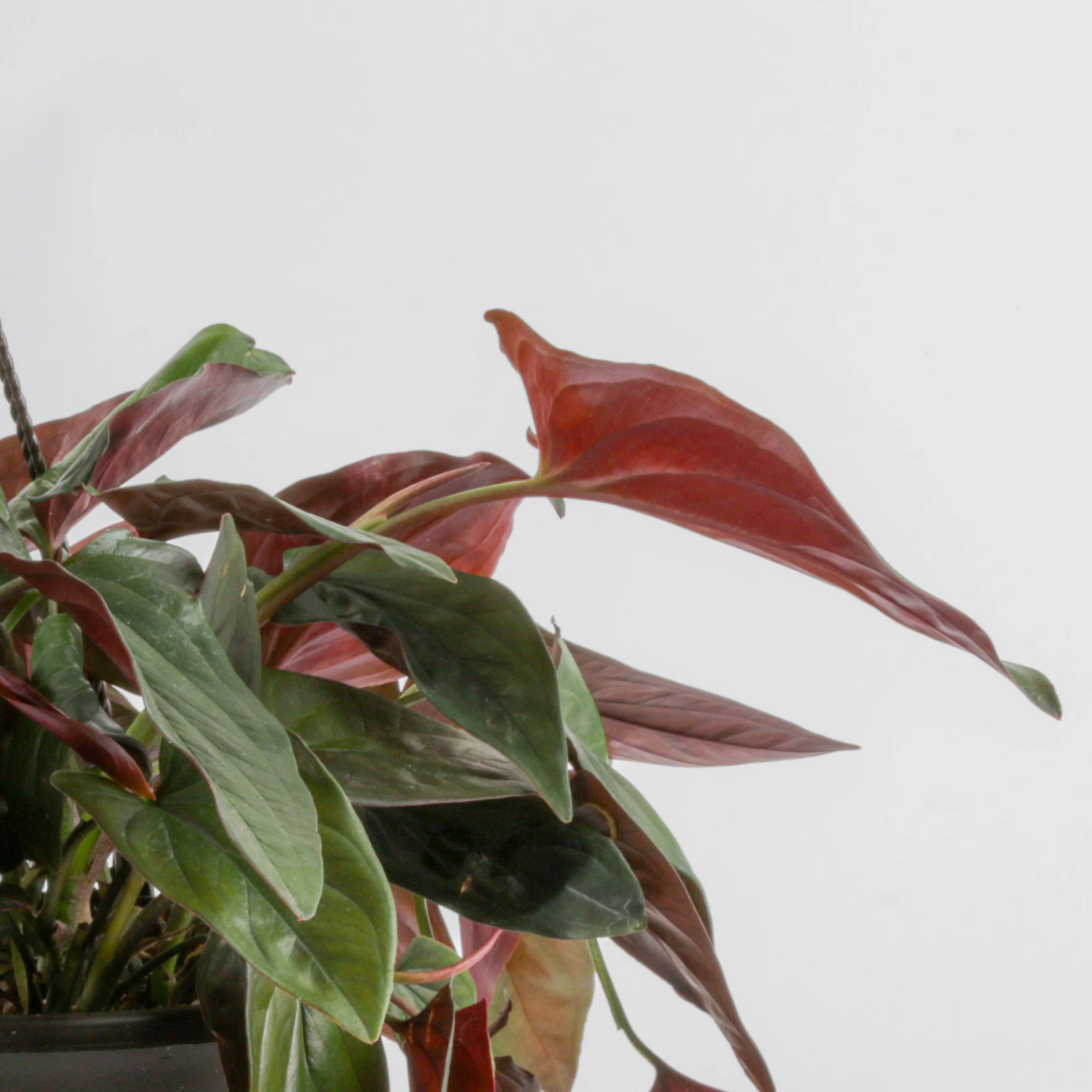 Syngonium erythrophyllum | medium - Image 3