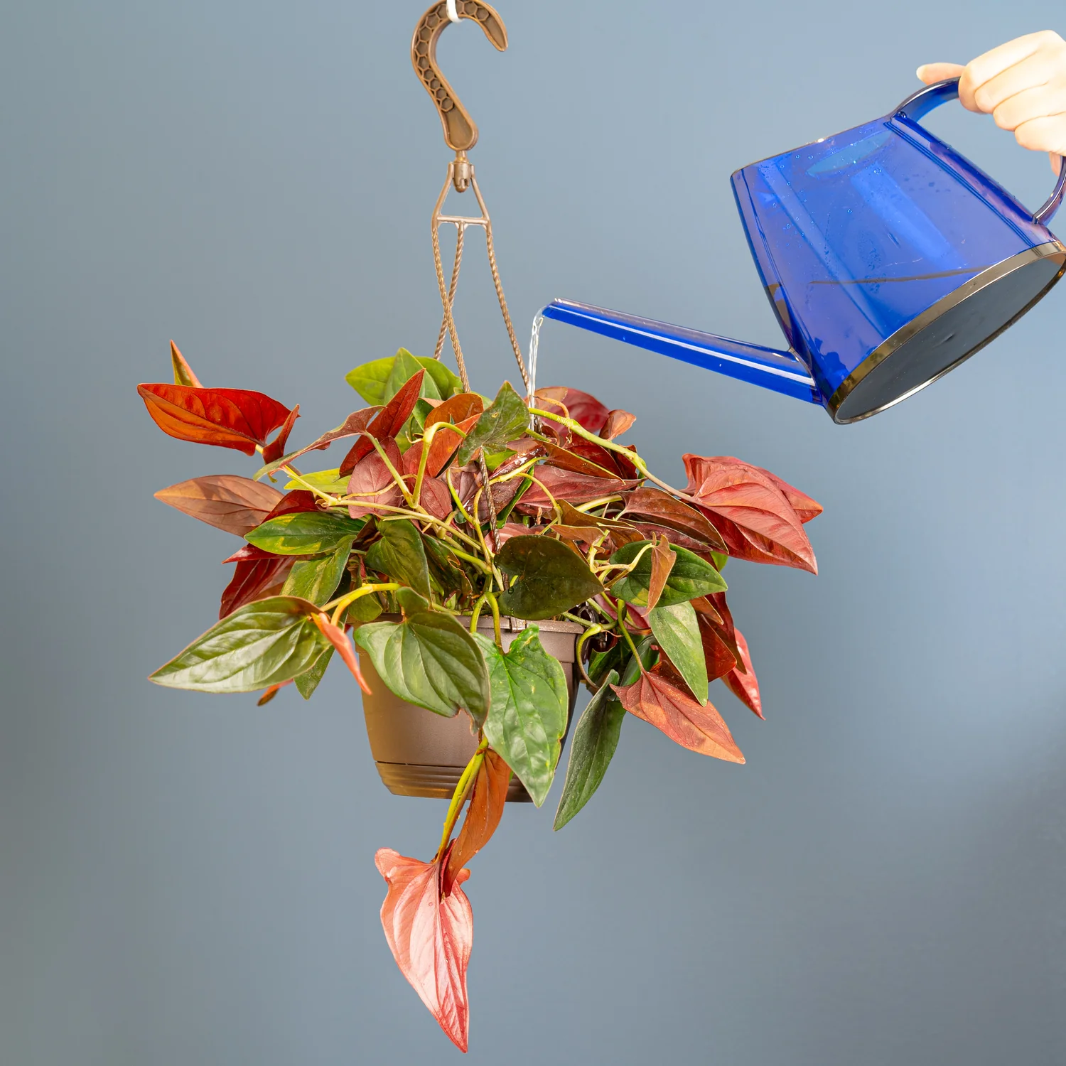 Syngonium erythrophyllum | medium - Image 4