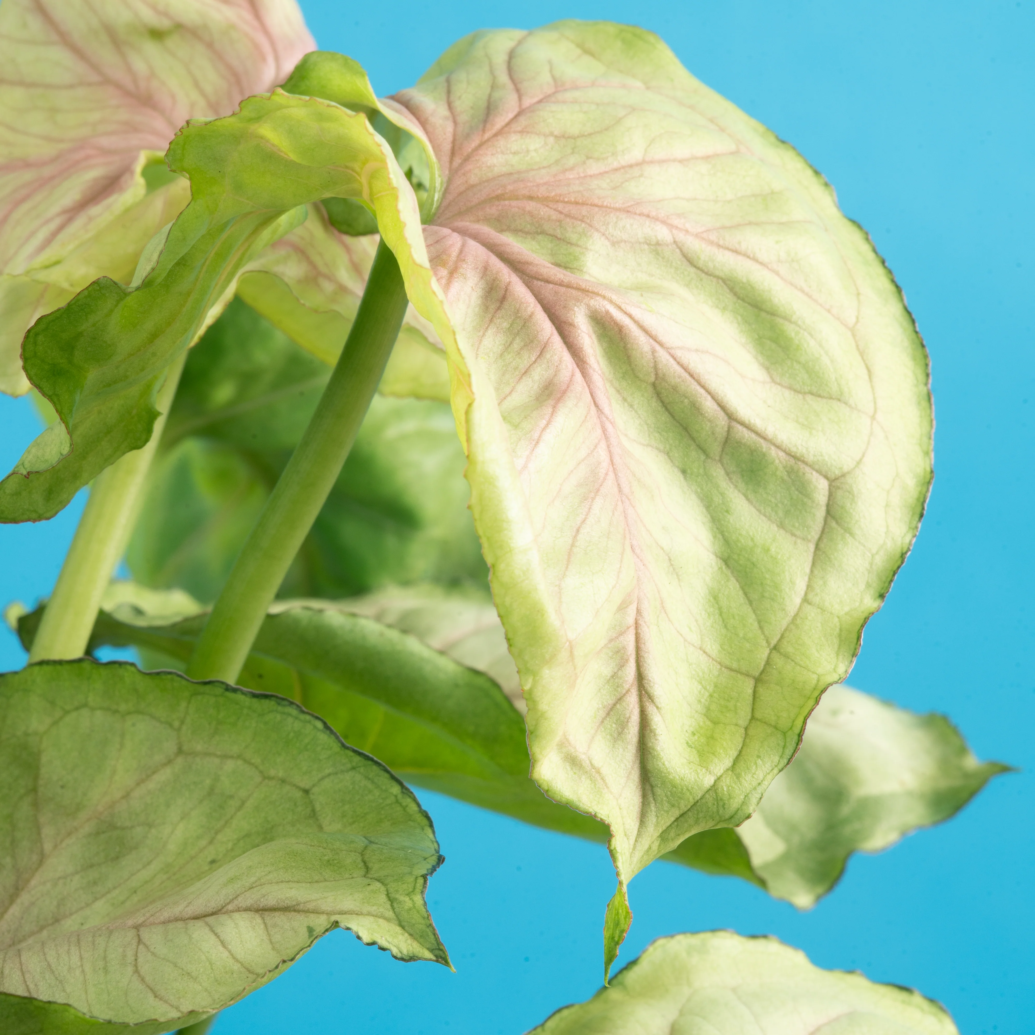 Syngonium Roxana | medium - Image 3