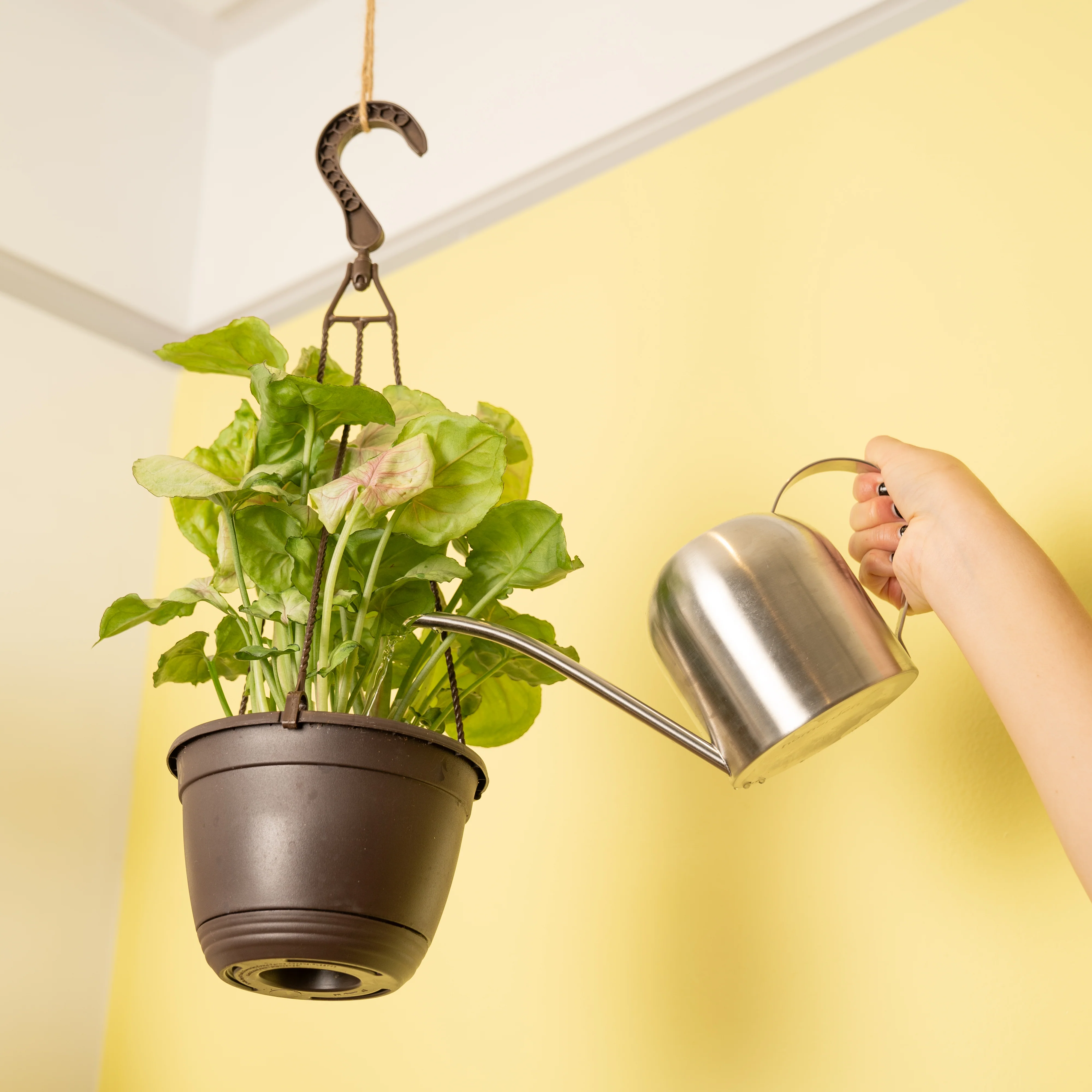 Syngonium Roxana | medium - Image 4