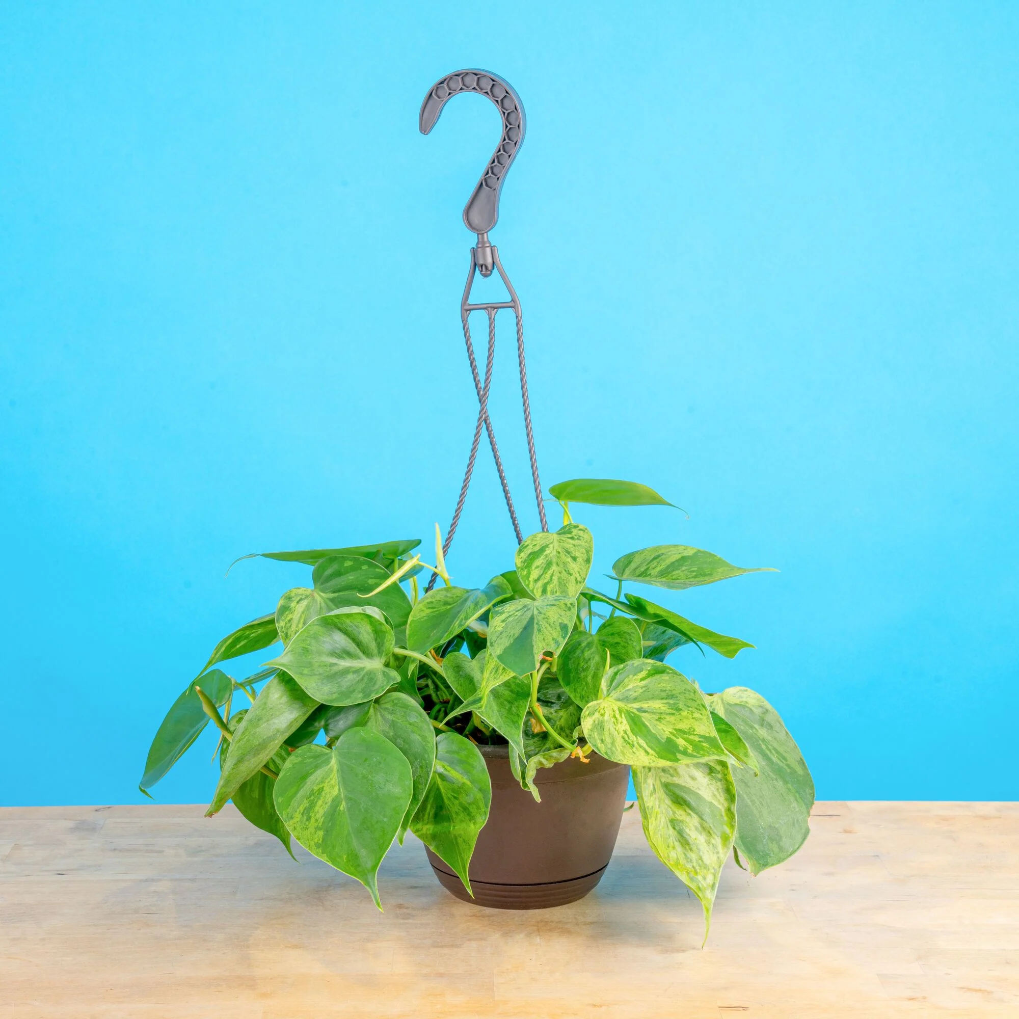 Variegated Heartleaf Philodendron | medium