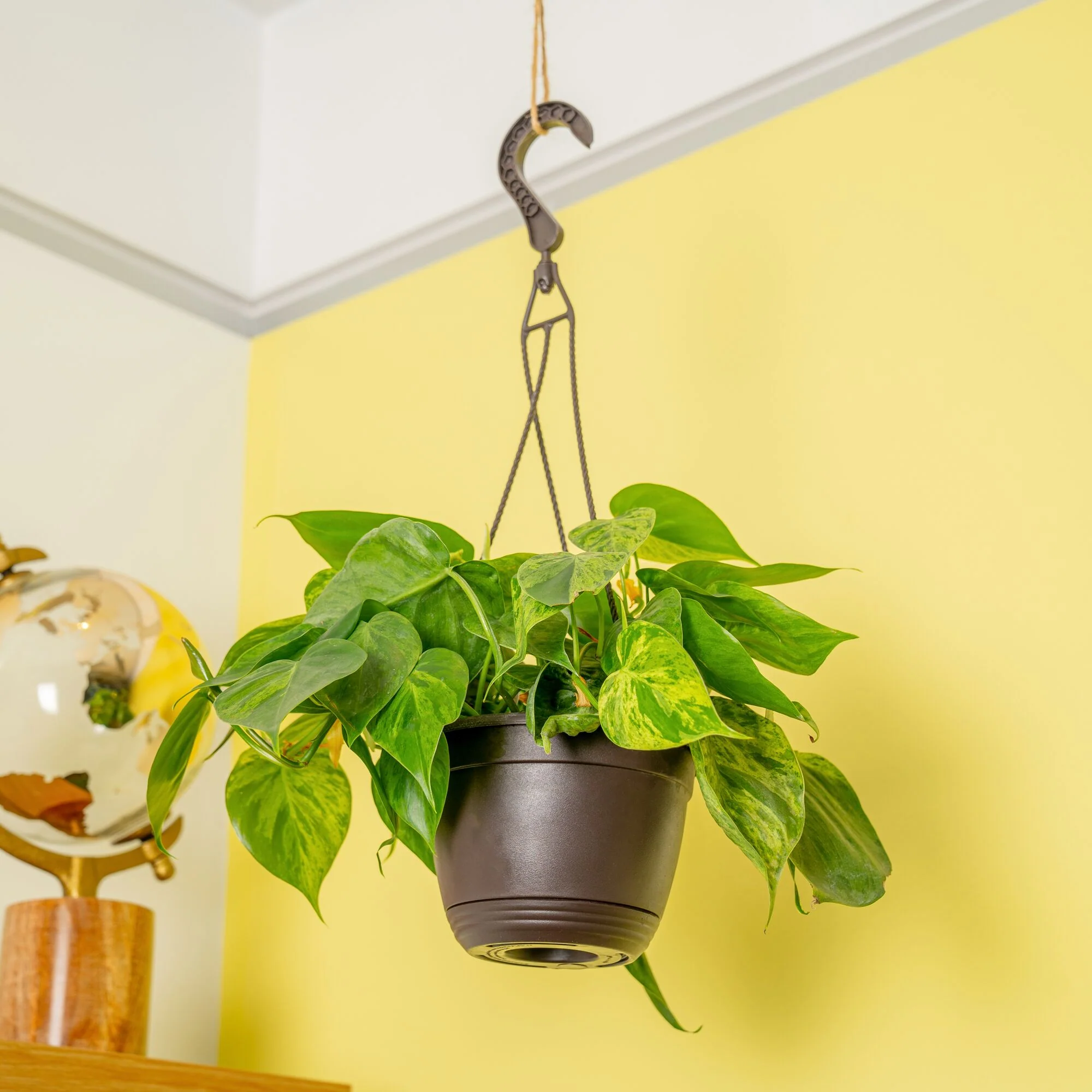 Variegated Heartleaf Philodendron | medium - Image 2