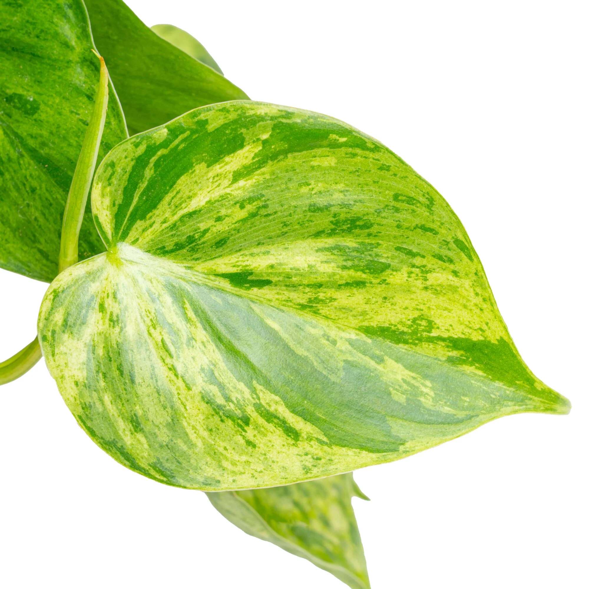 Variegated Heartleaf Philodendron | medium - Image 3