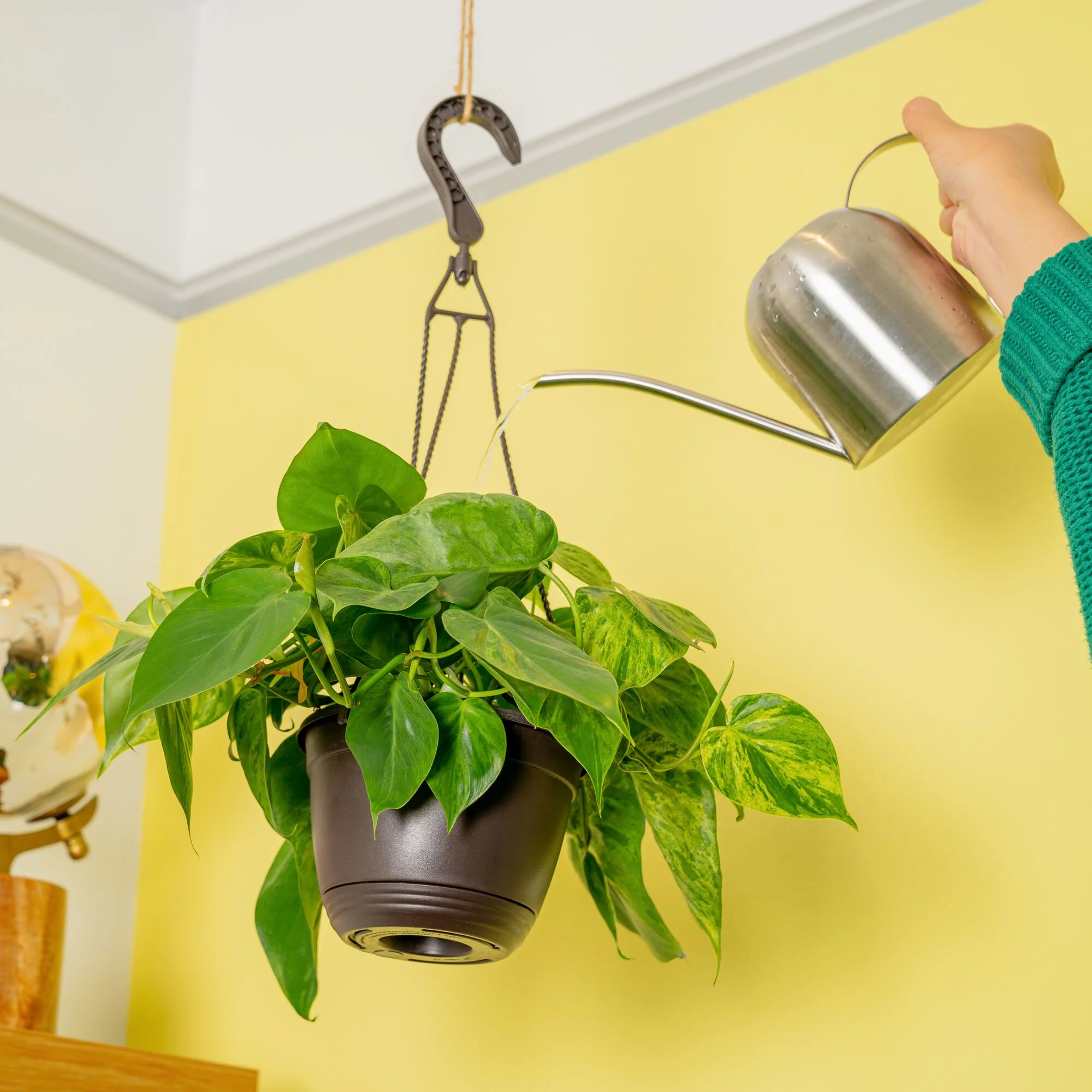 Variegated Heartleaf Philodendron | medium - Image 4