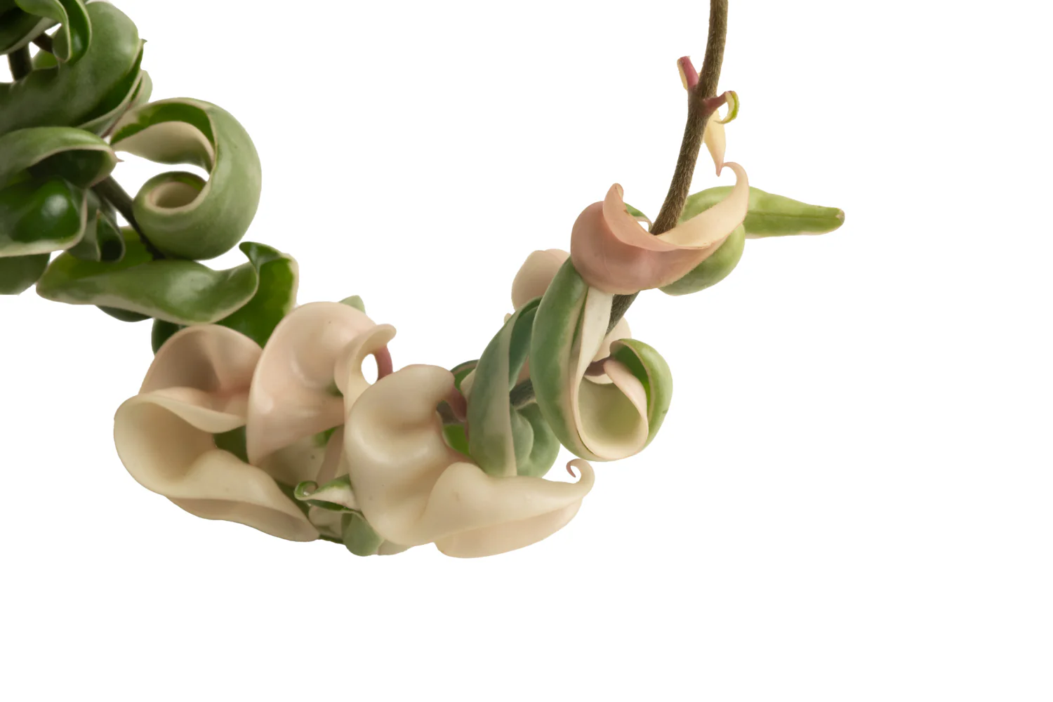 Variegated Hoya Rope | medium - Image 3
