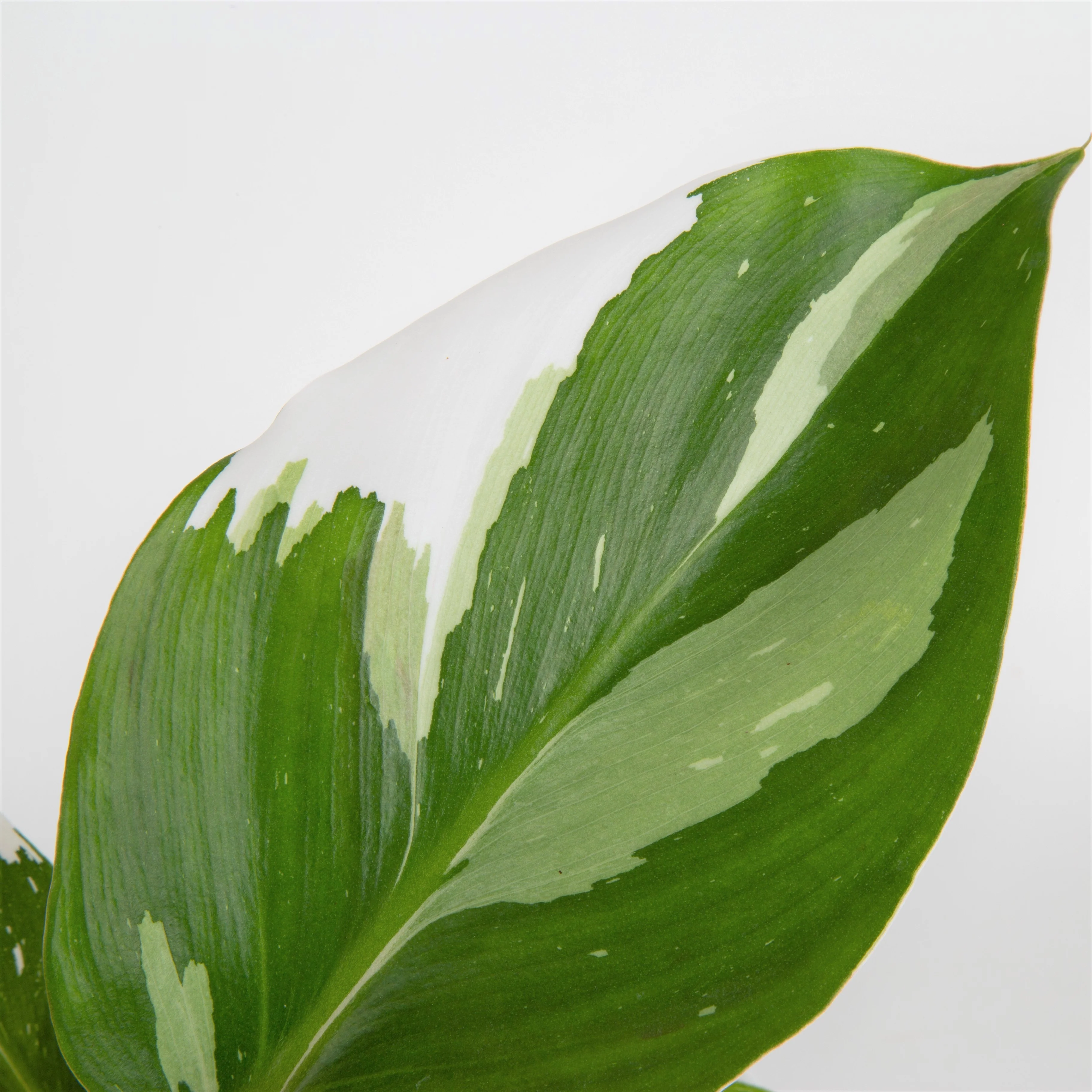 White Knight Philodendron | medium - Image 3