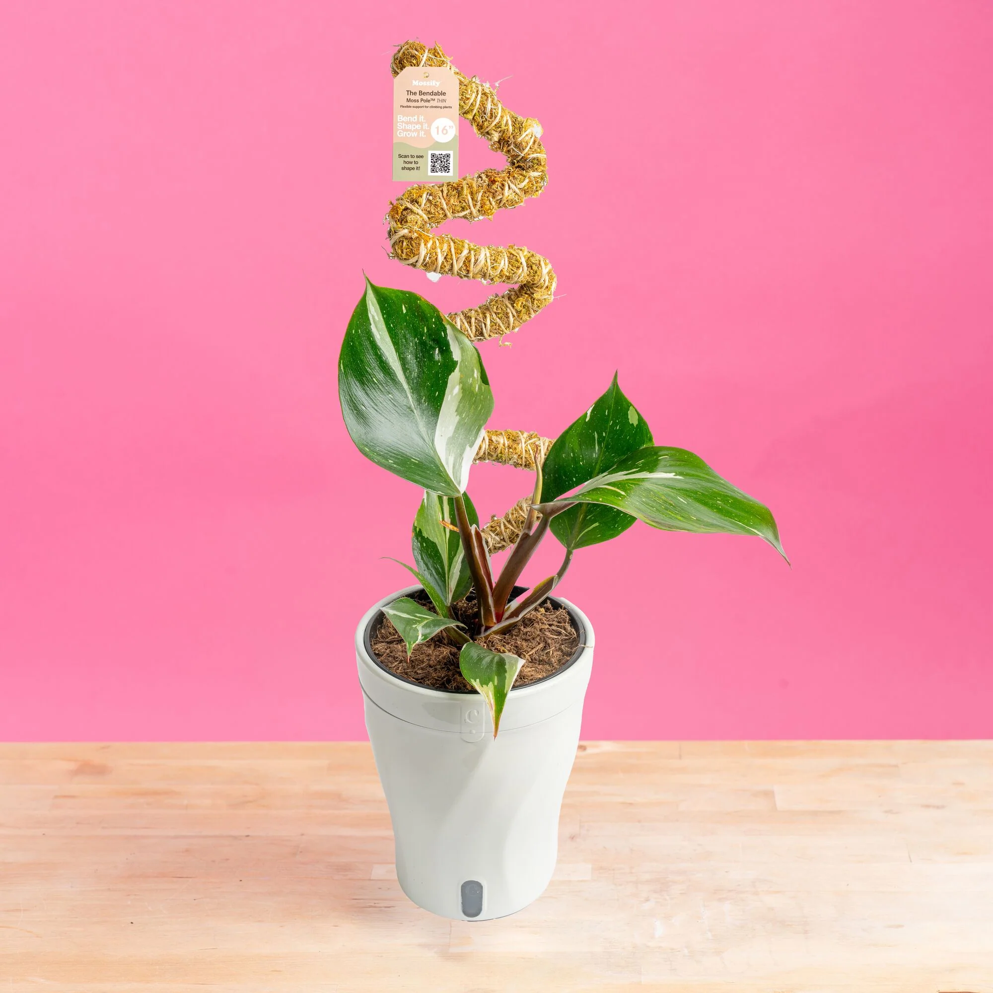 White Knight Philodendron | medium - Image 9