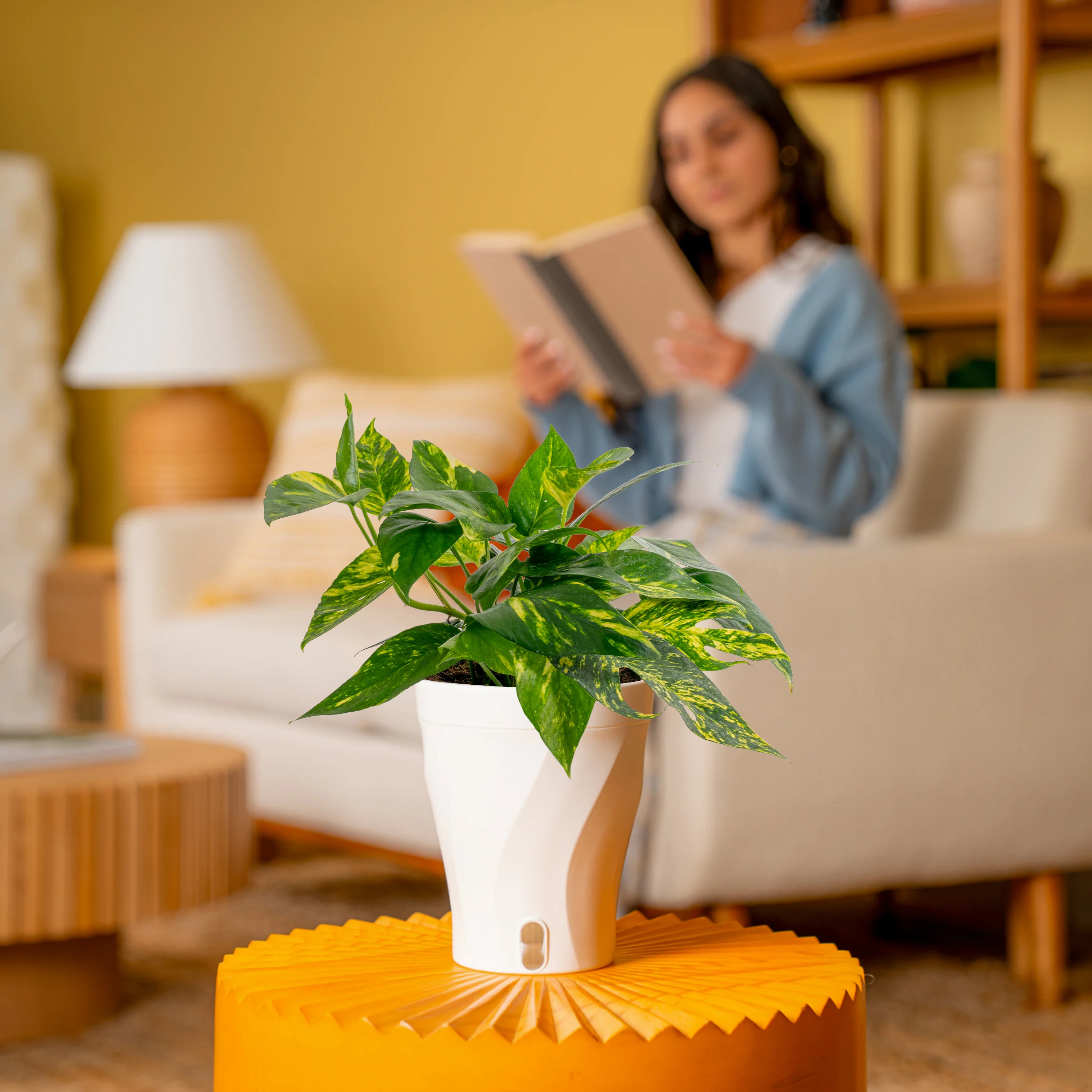 Epipremnum pinnatum Yellow Sunrise | medium - Image 4