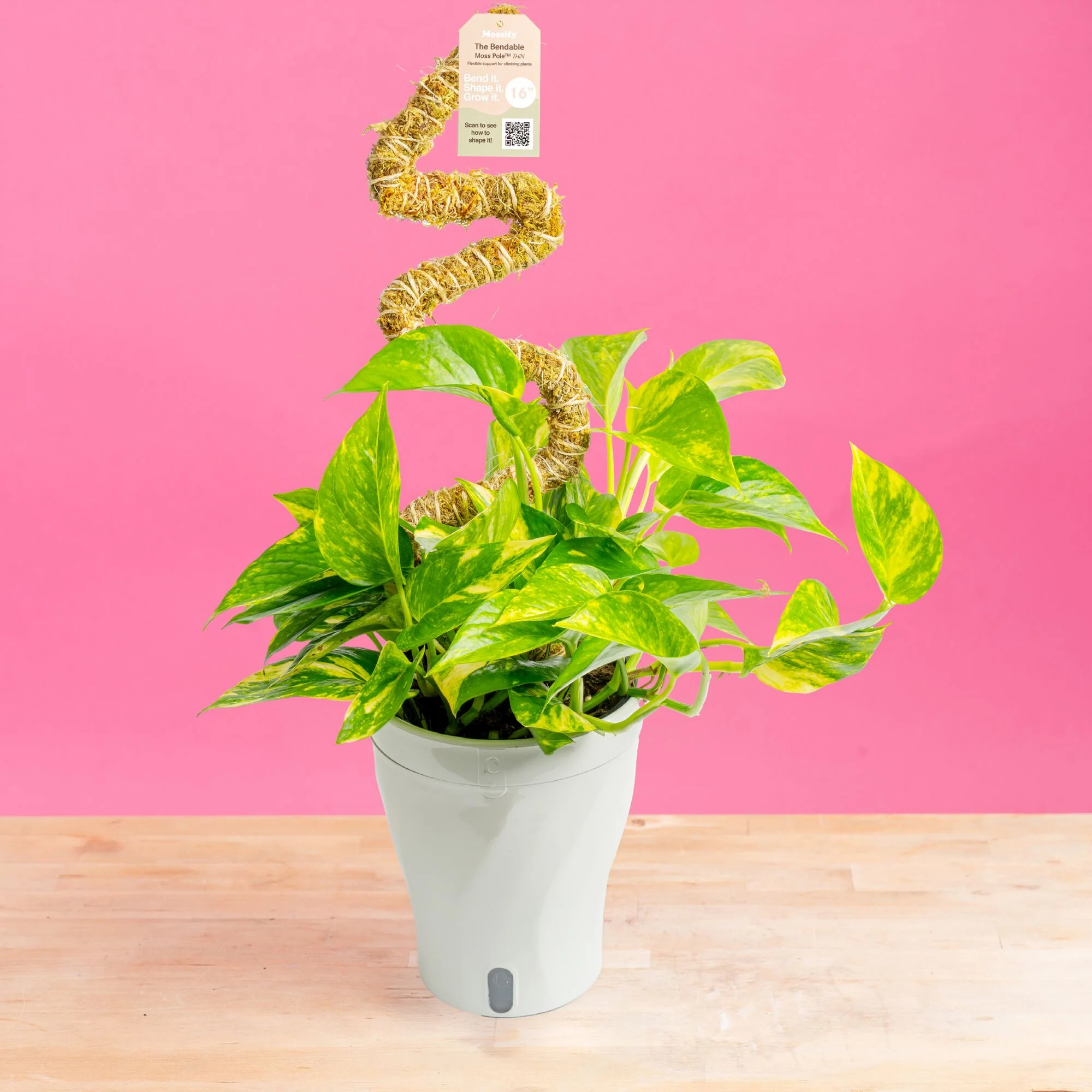 Epipremnum pinnatum Yellow Sunrise | medium - Image 9
