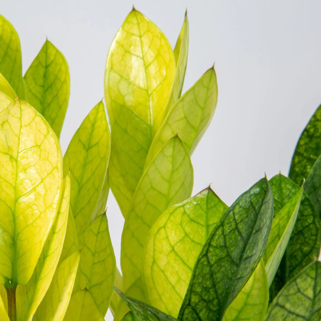 Chameleon ZZ Plant | medium - Image 3