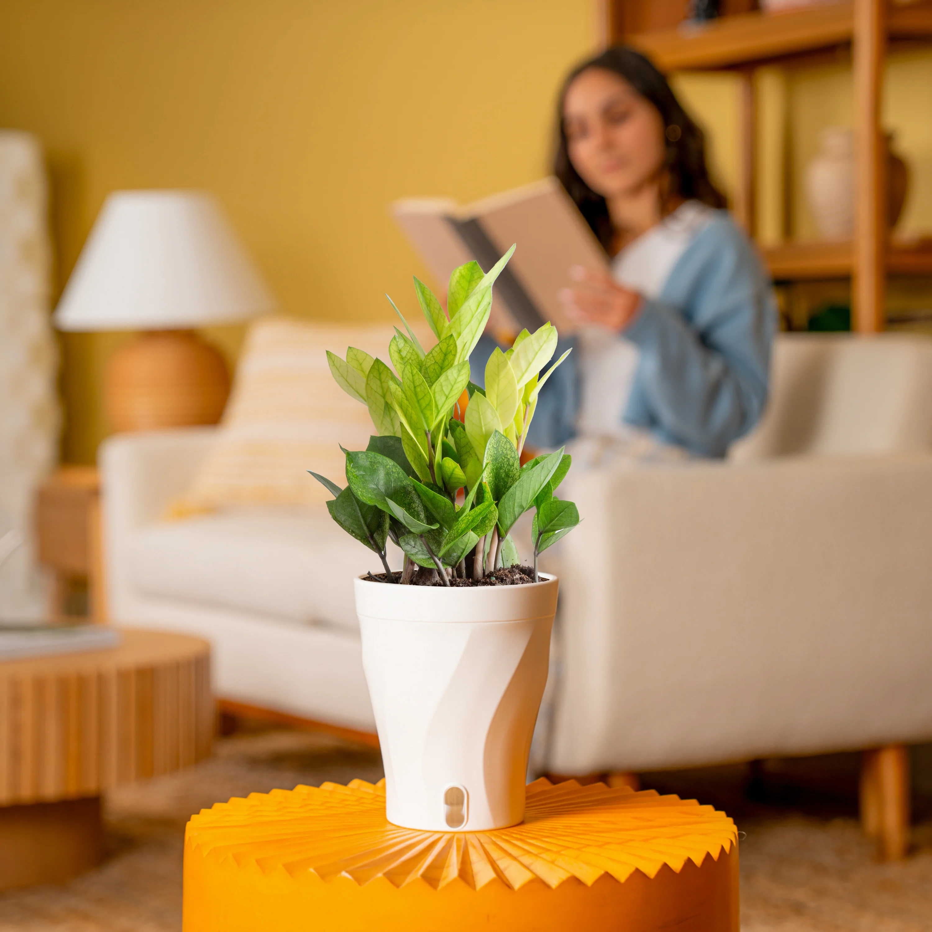 Chameleon ZZ Plant | medium - Image 4