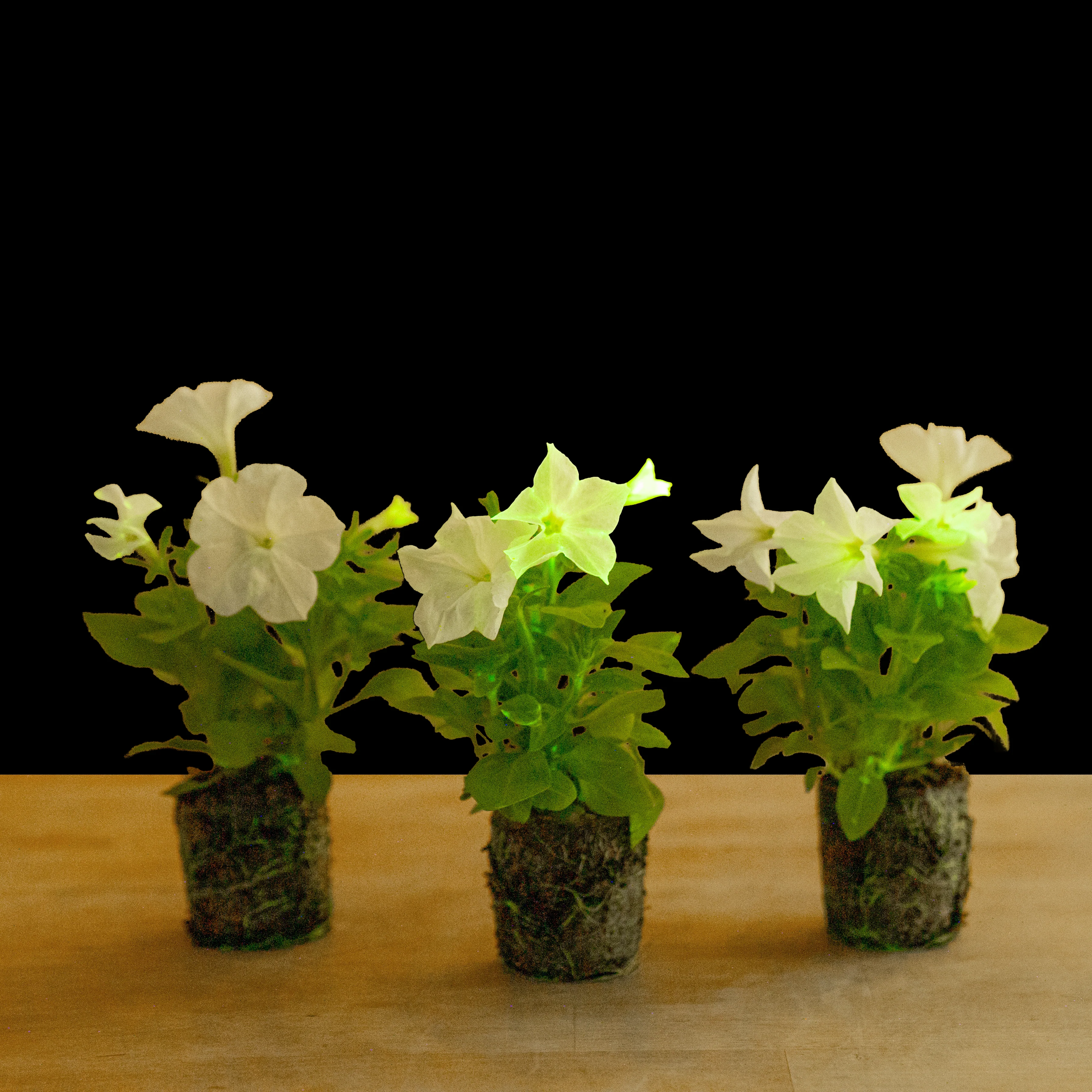 Firefly Petunia | Mini