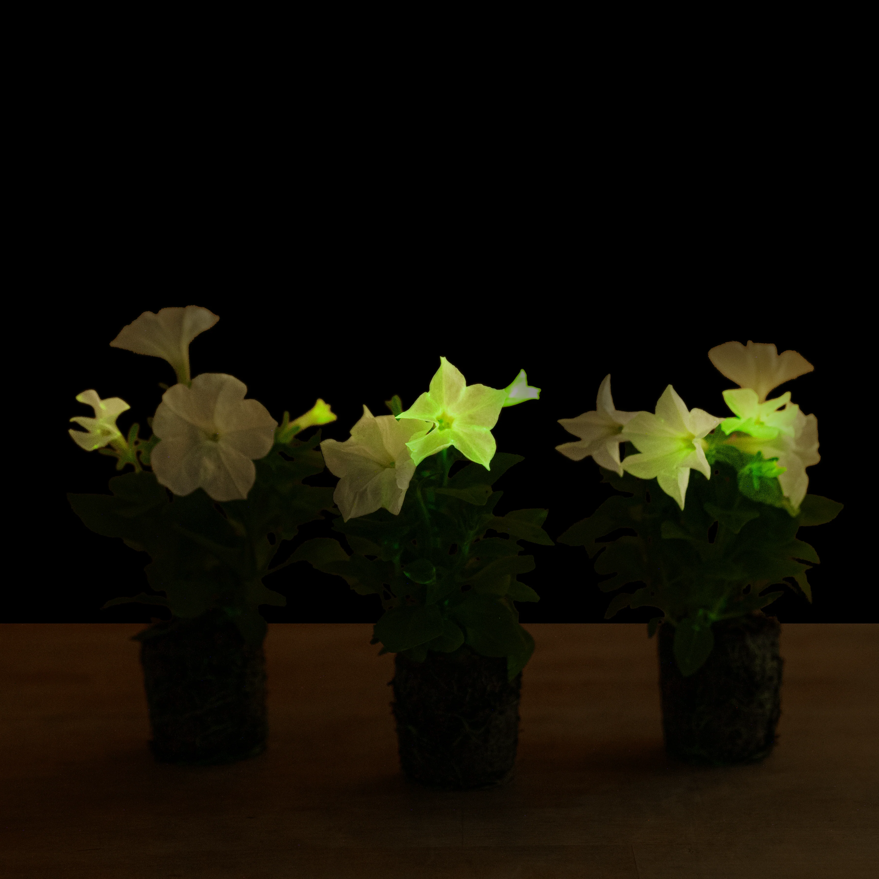 Firefly Petunia | Mini - Image 2