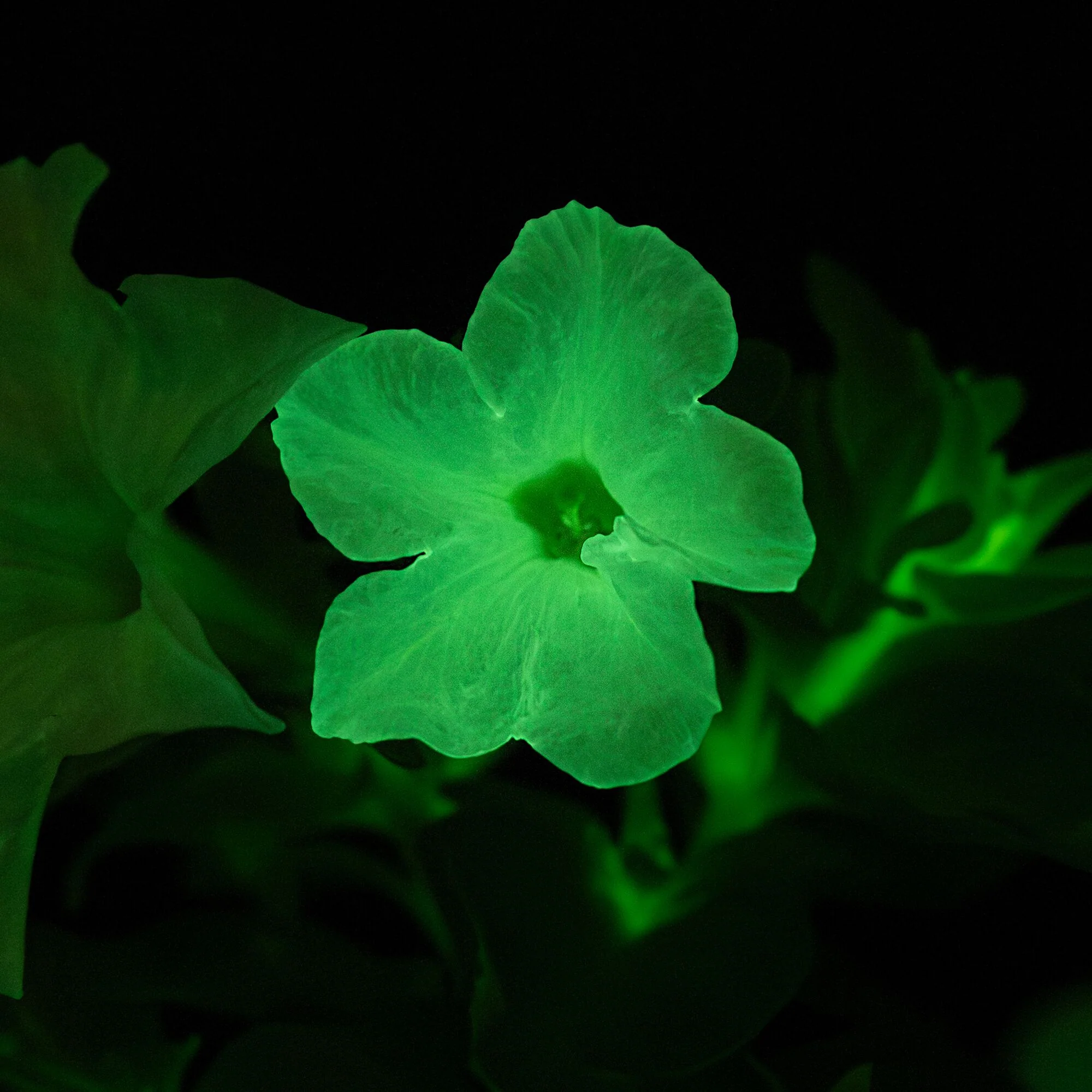 Firefly Petunia | Mini - Image 3