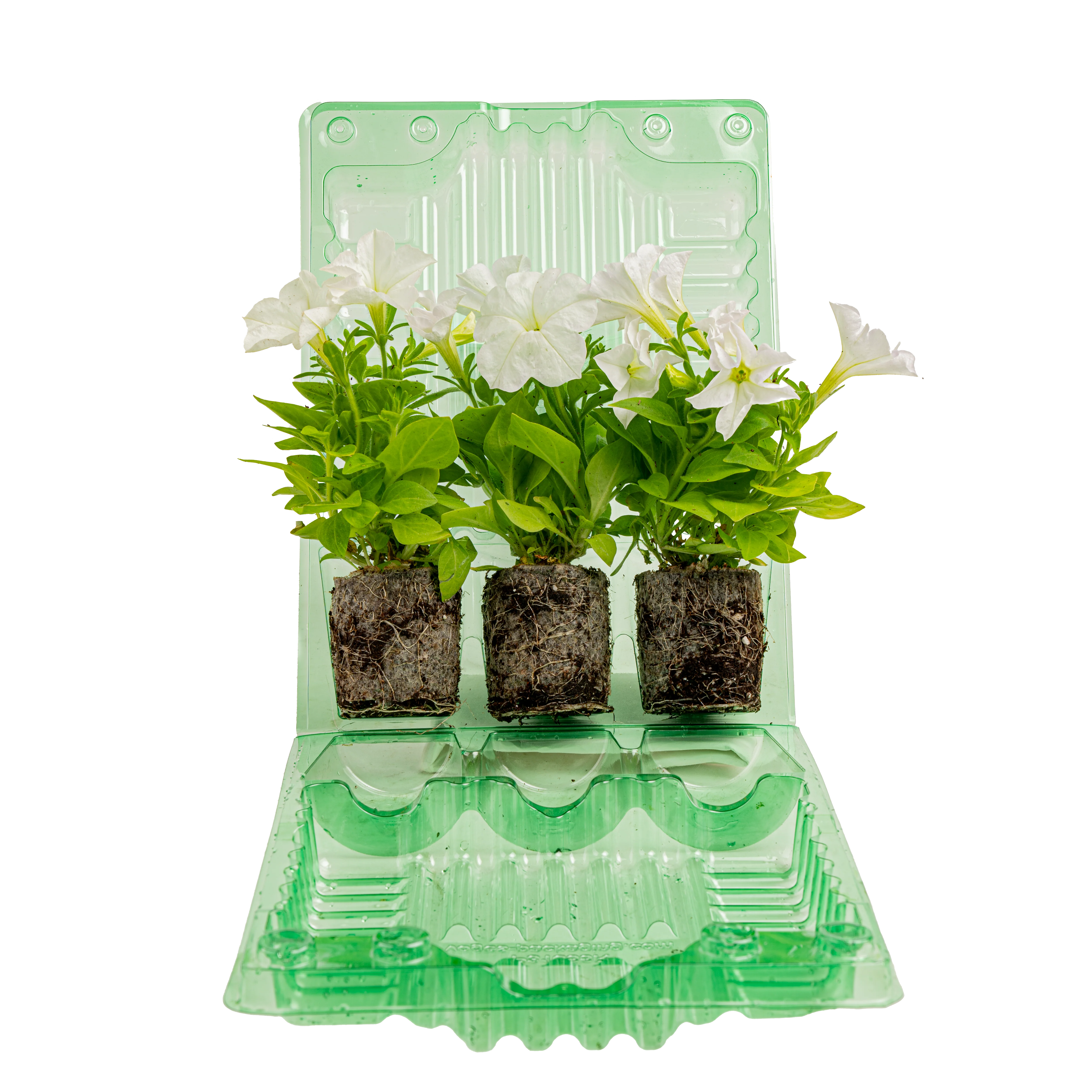 Firefly Petunia | Mini - Image 5