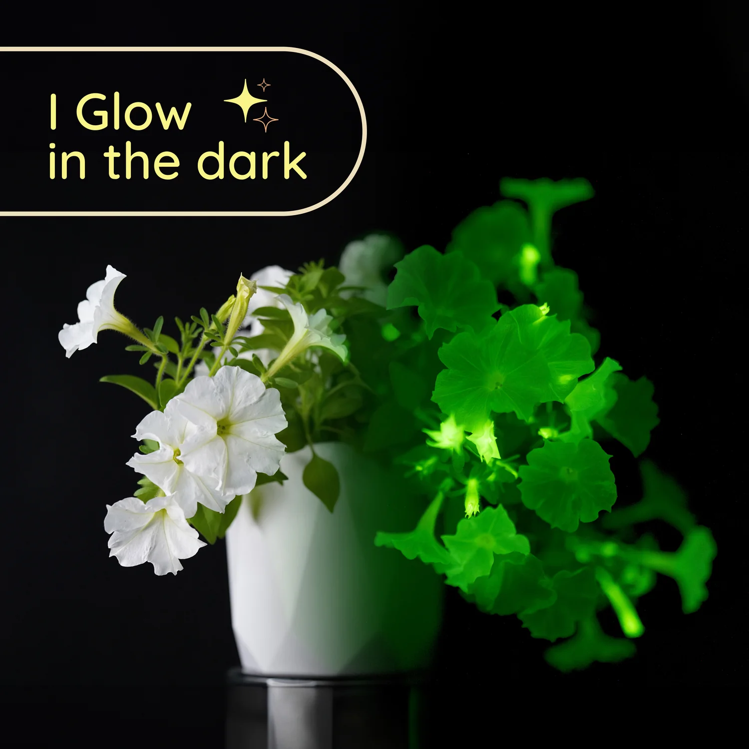 Firefly Petunia | Mini - Image 6