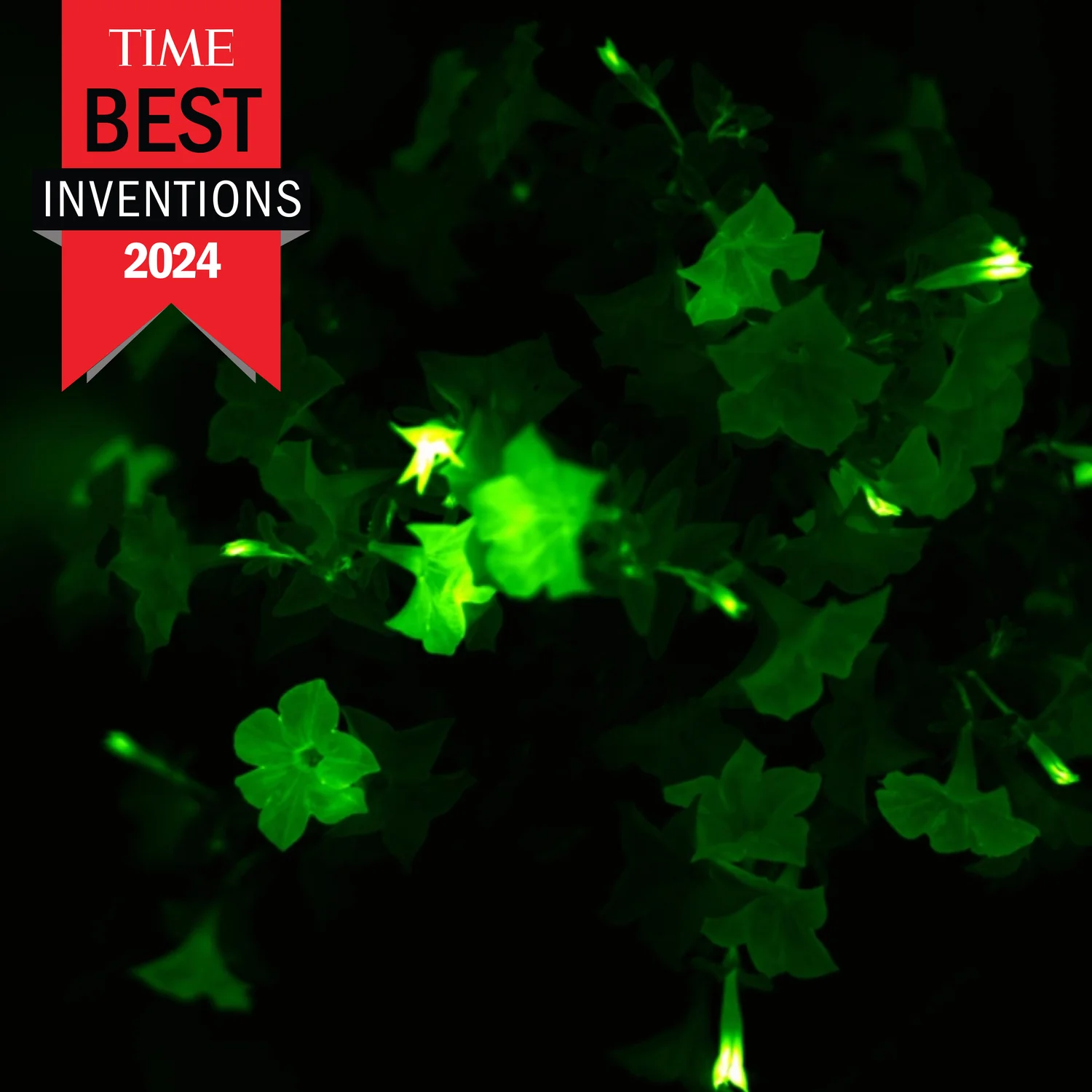 Firefly Petunia | Mini - Image 7