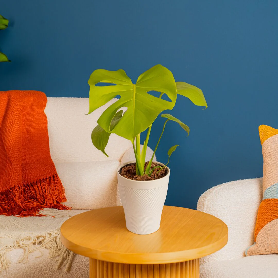 Monstera Golden Compact | medium - Image 2
