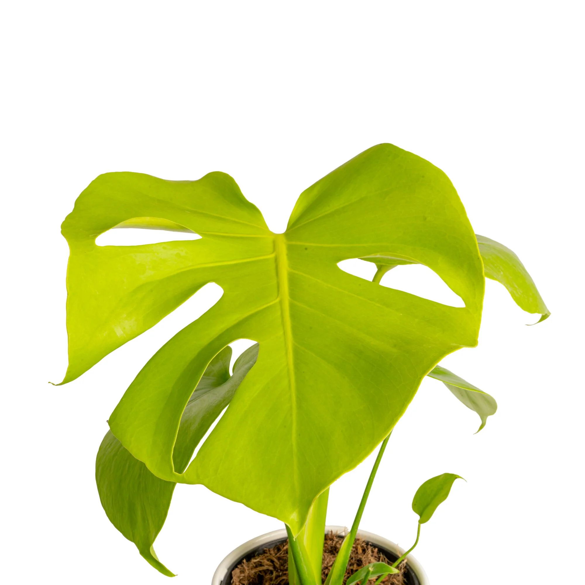 Monstera Golden Compact | medium - Image 3