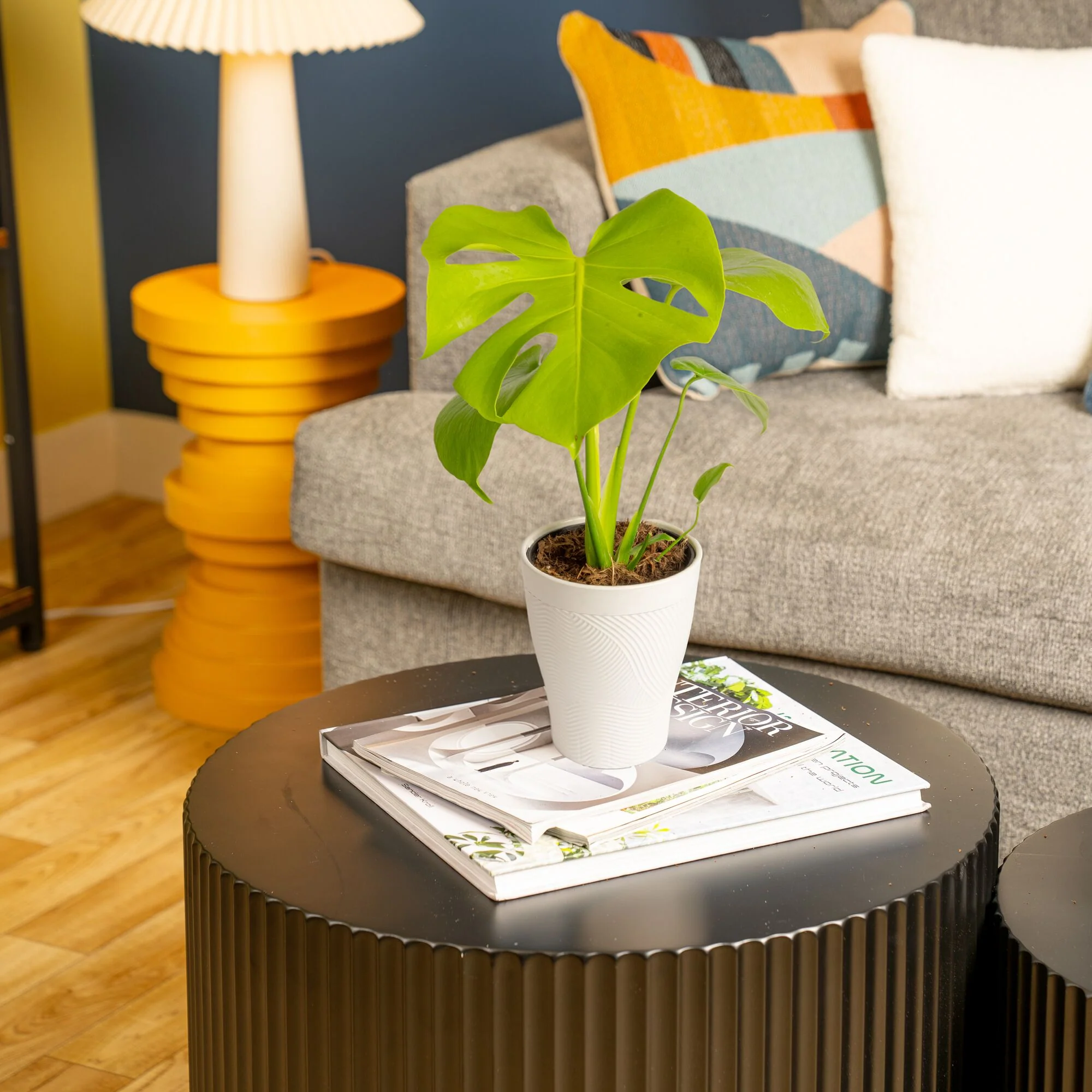 Monstera Golden Compact | medium - Image 4