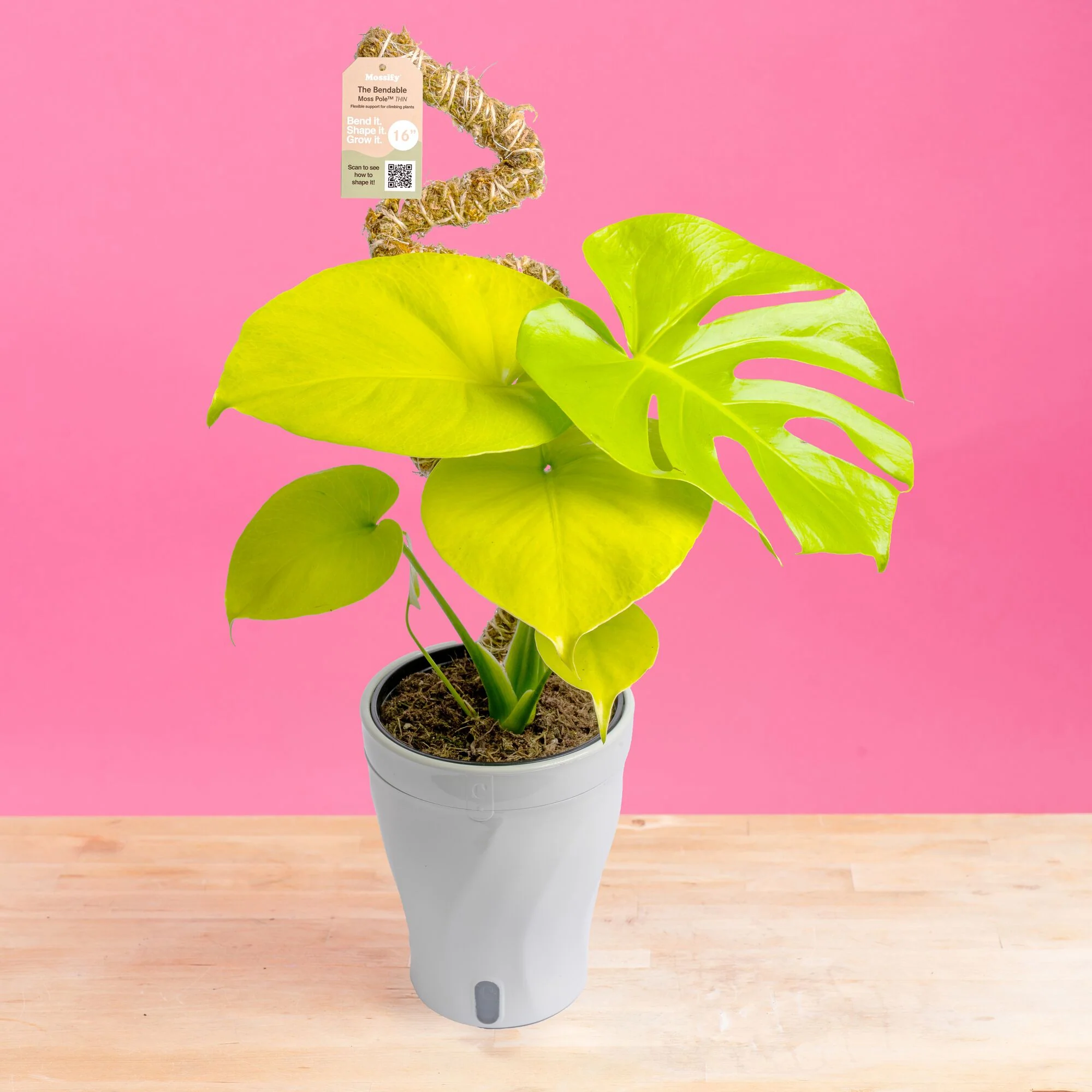 Monstera Golden Compact | medium - Image 9