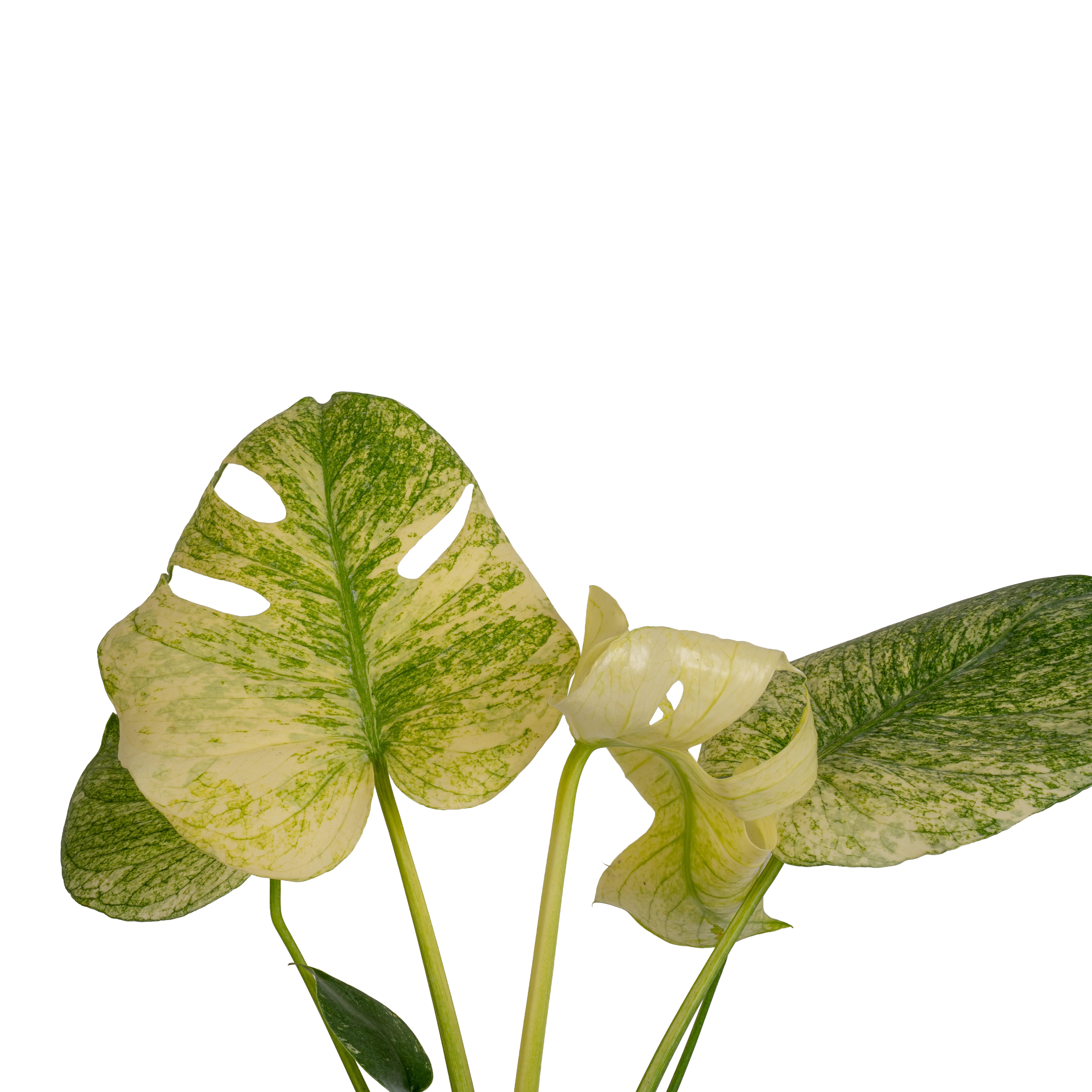 Monstera White Monster | medium - Image 3