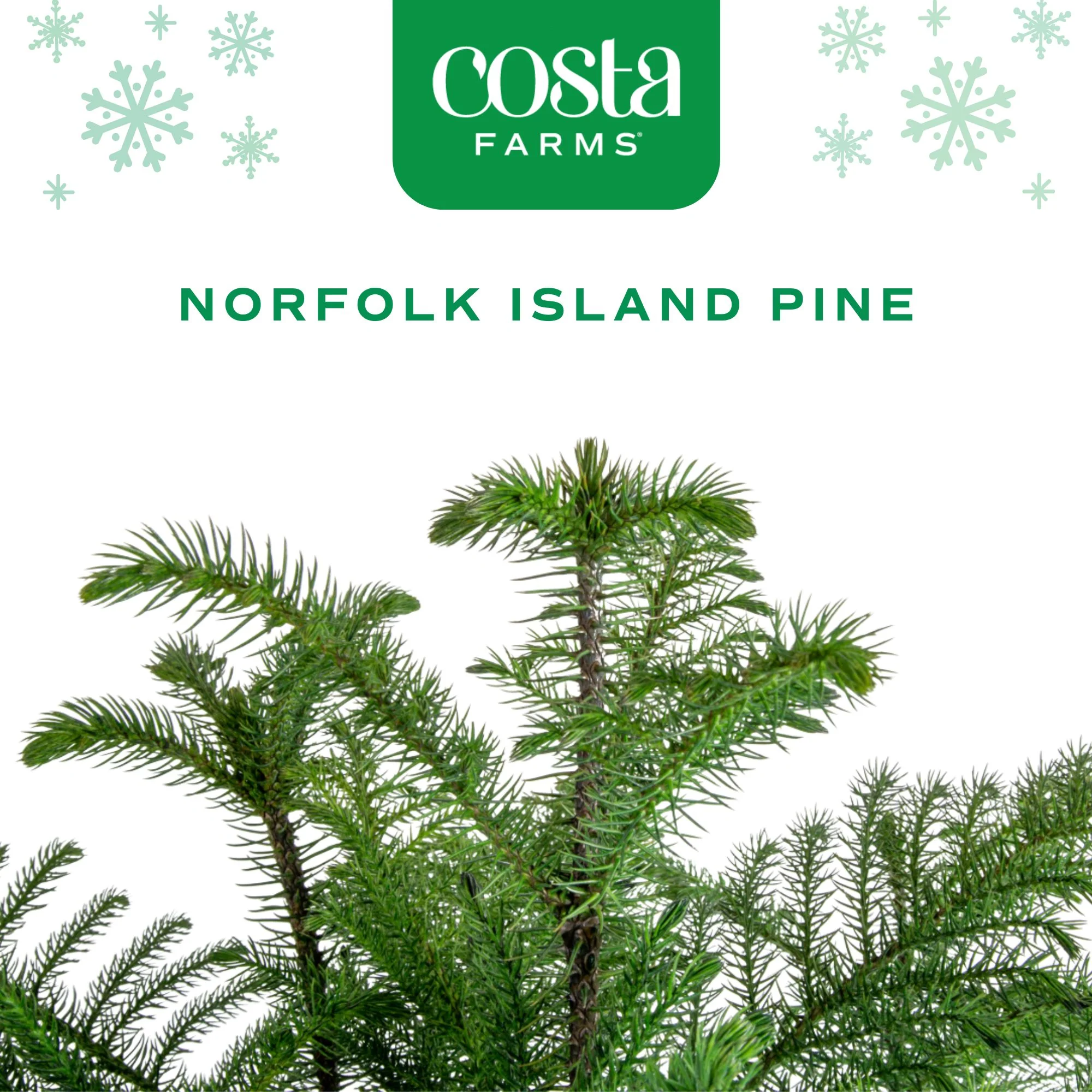 Norfolk Island Pine | medium - Image 3
