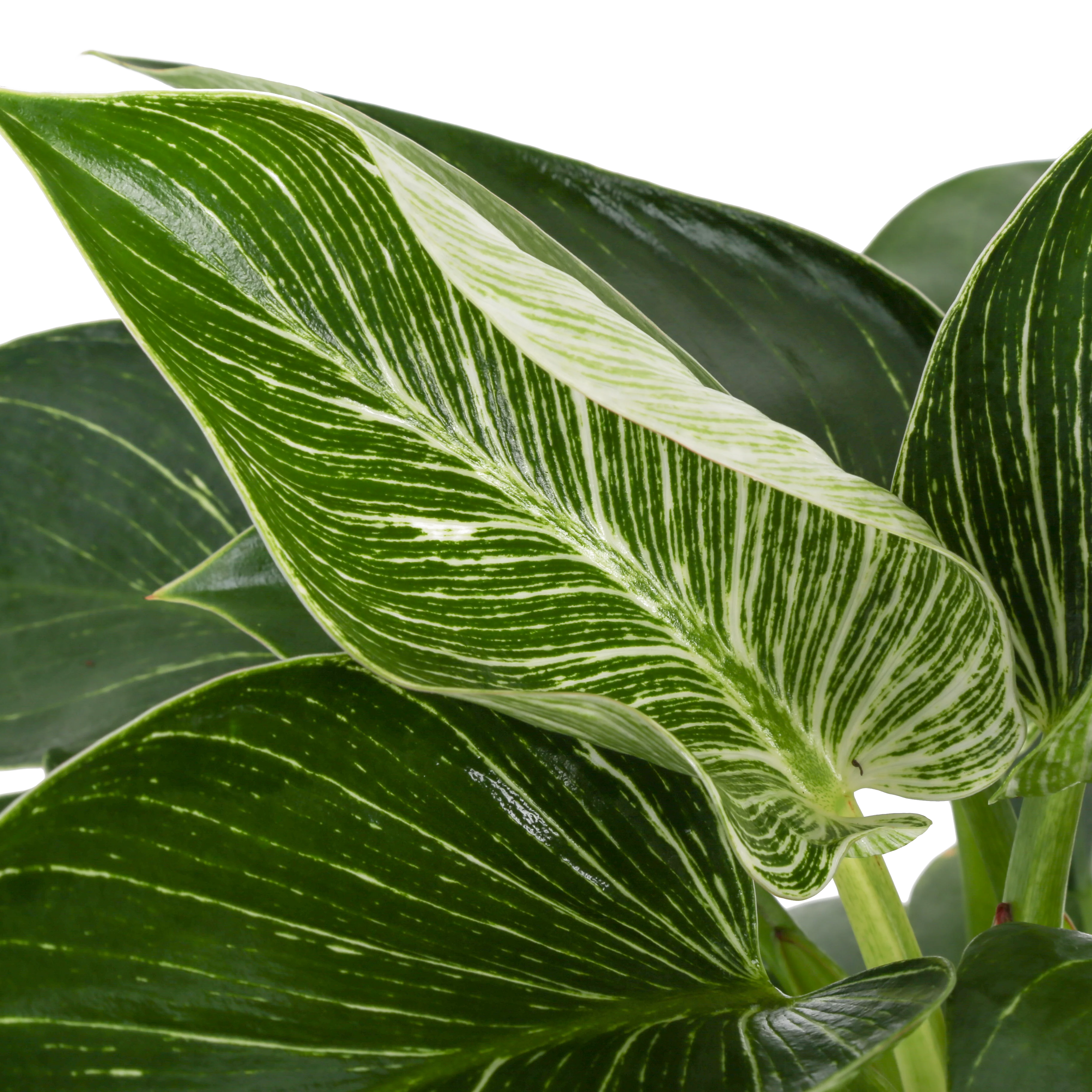 Philodendron Birkin | medium - Image 3