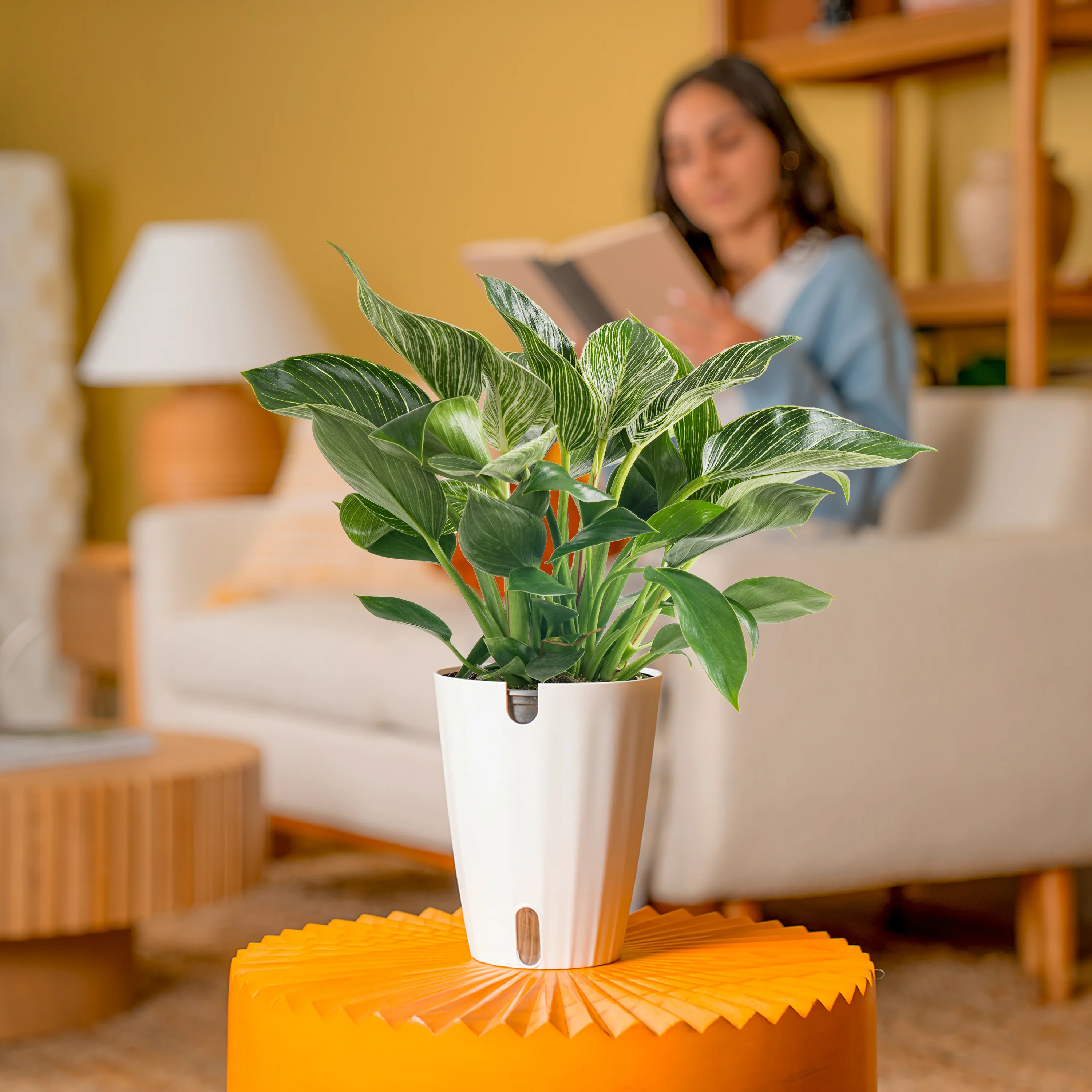 Philodendron Birkin | medium - Image 4