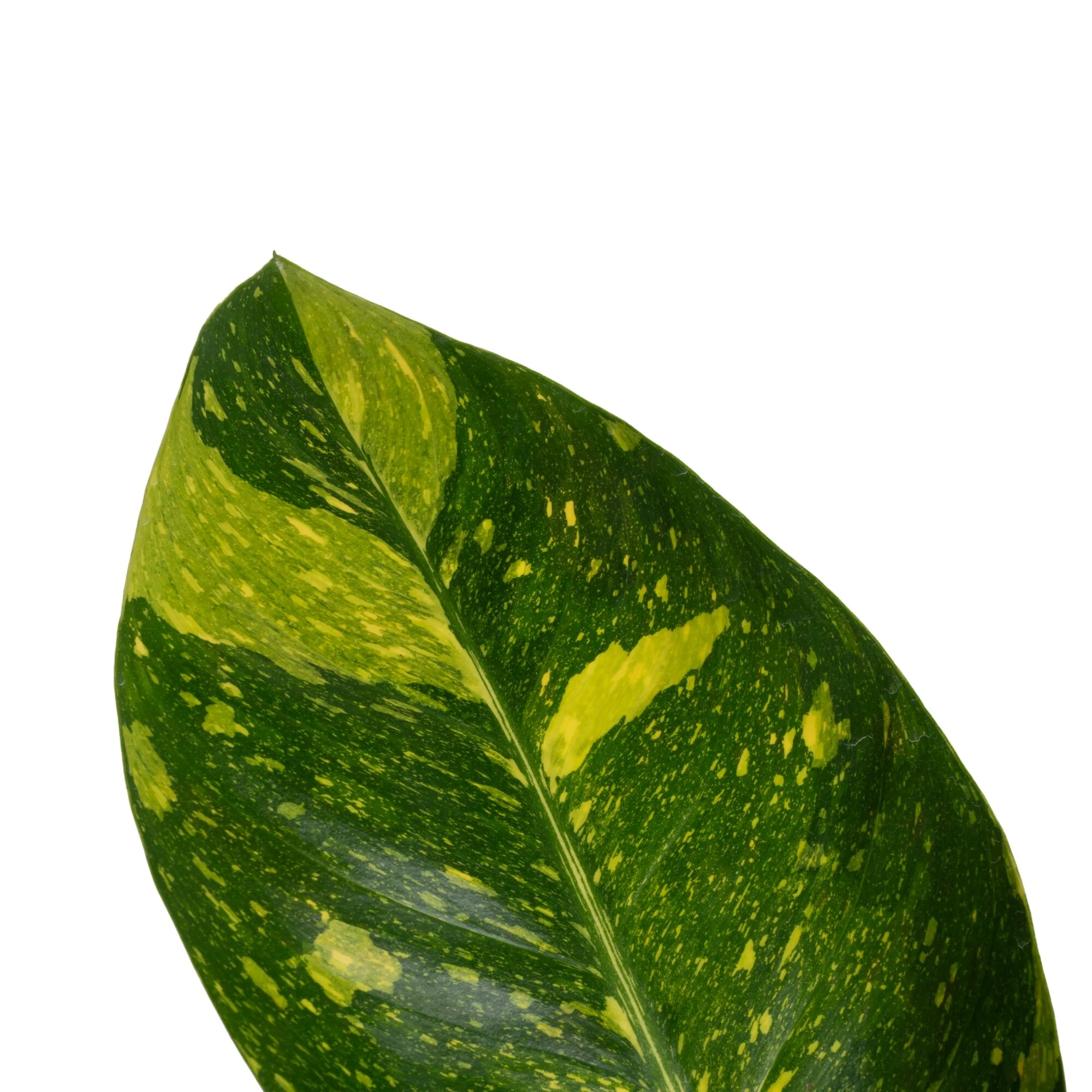 Philodendron Green Congo Variegated | medium - Image 3