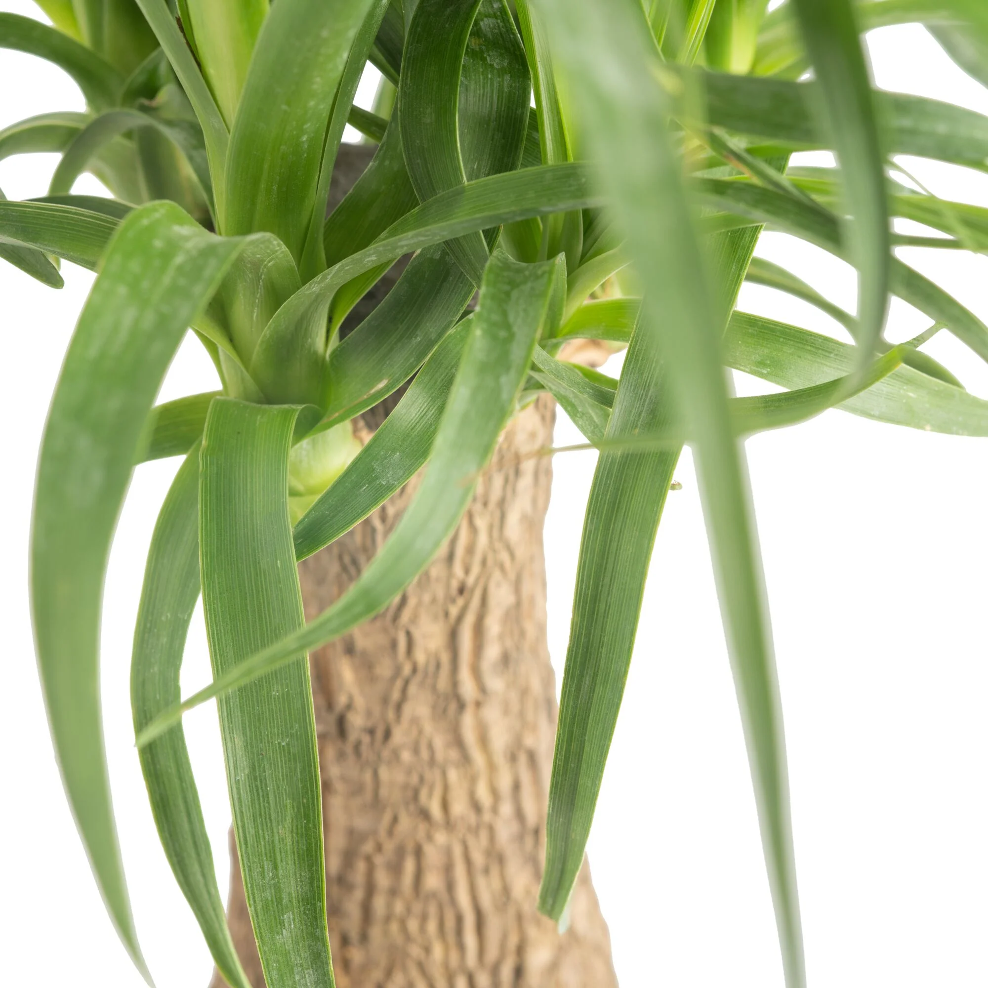 Ponytail Palm | medium - Image 3