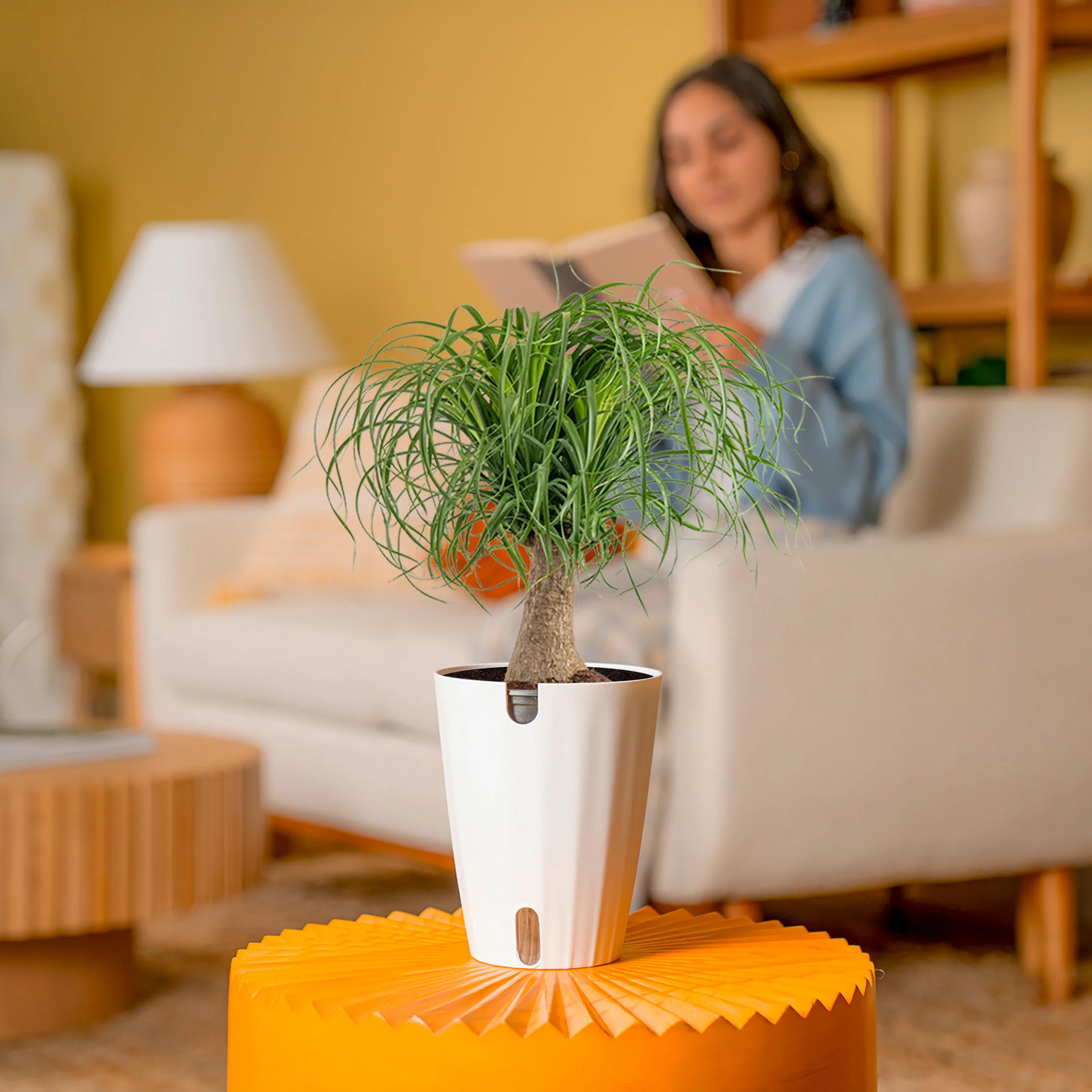 Ponytail Palm | medium - Image 4