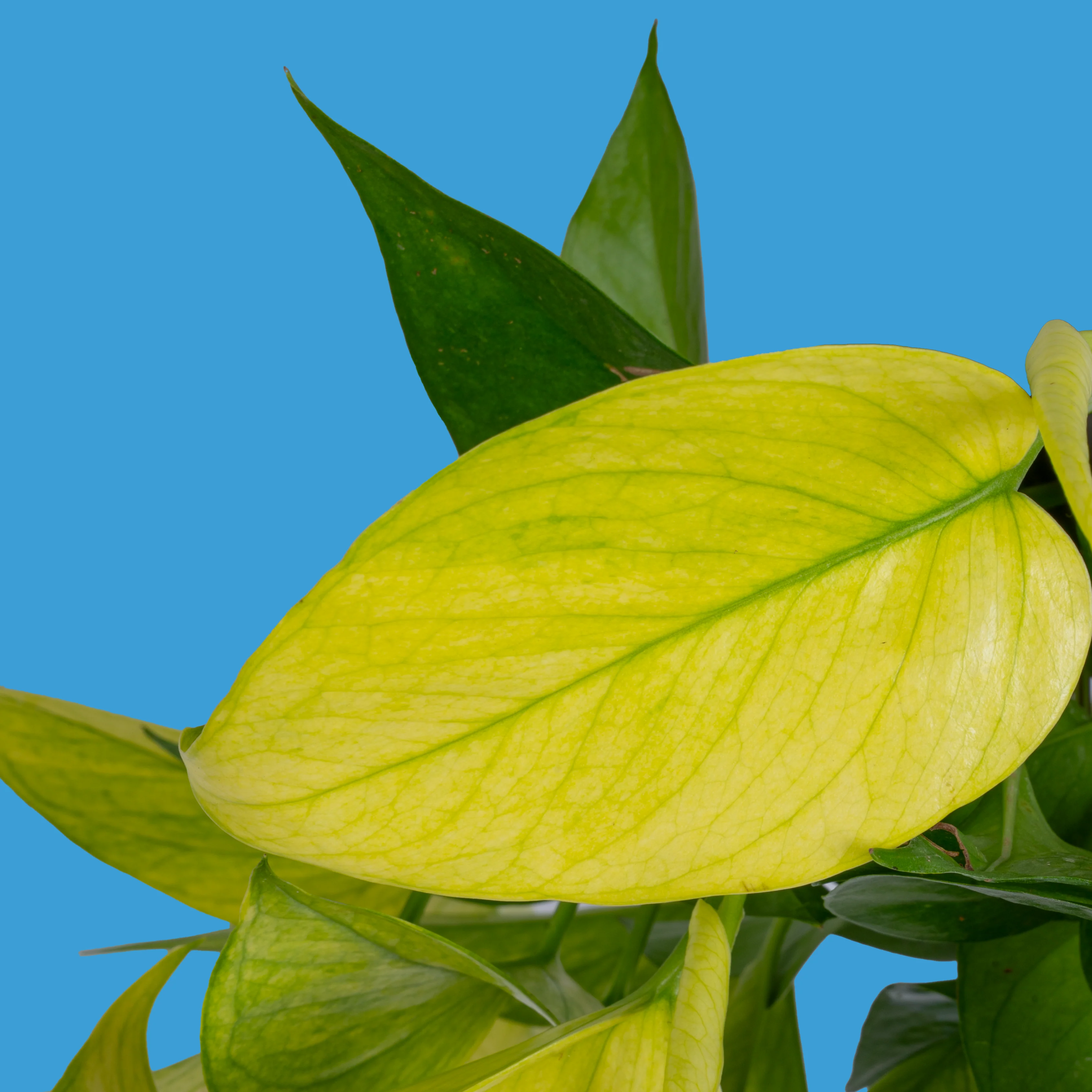 Pothos Goldrush  | medium - Image 3