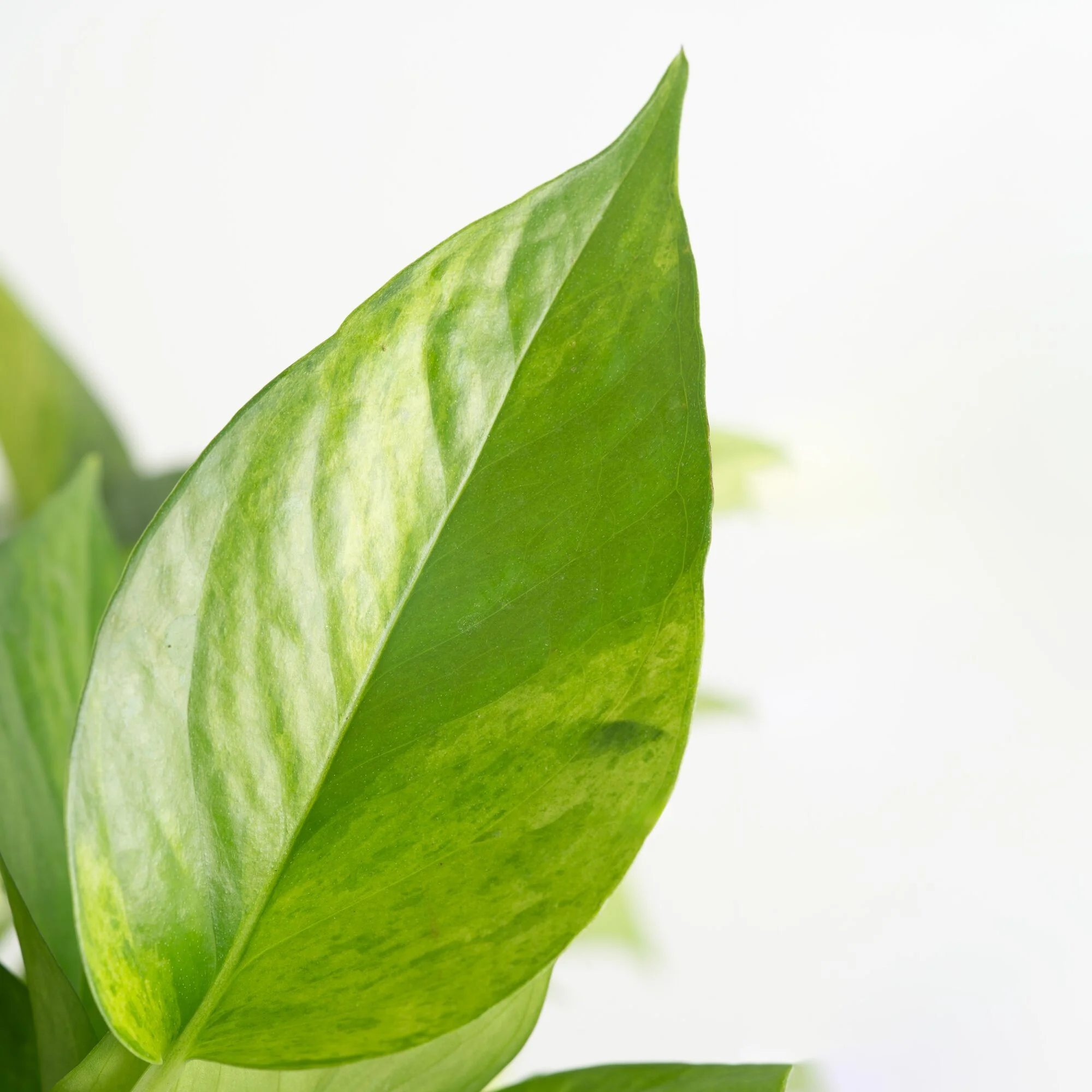 Pothos Jessenia Bright  | medium - Image 3