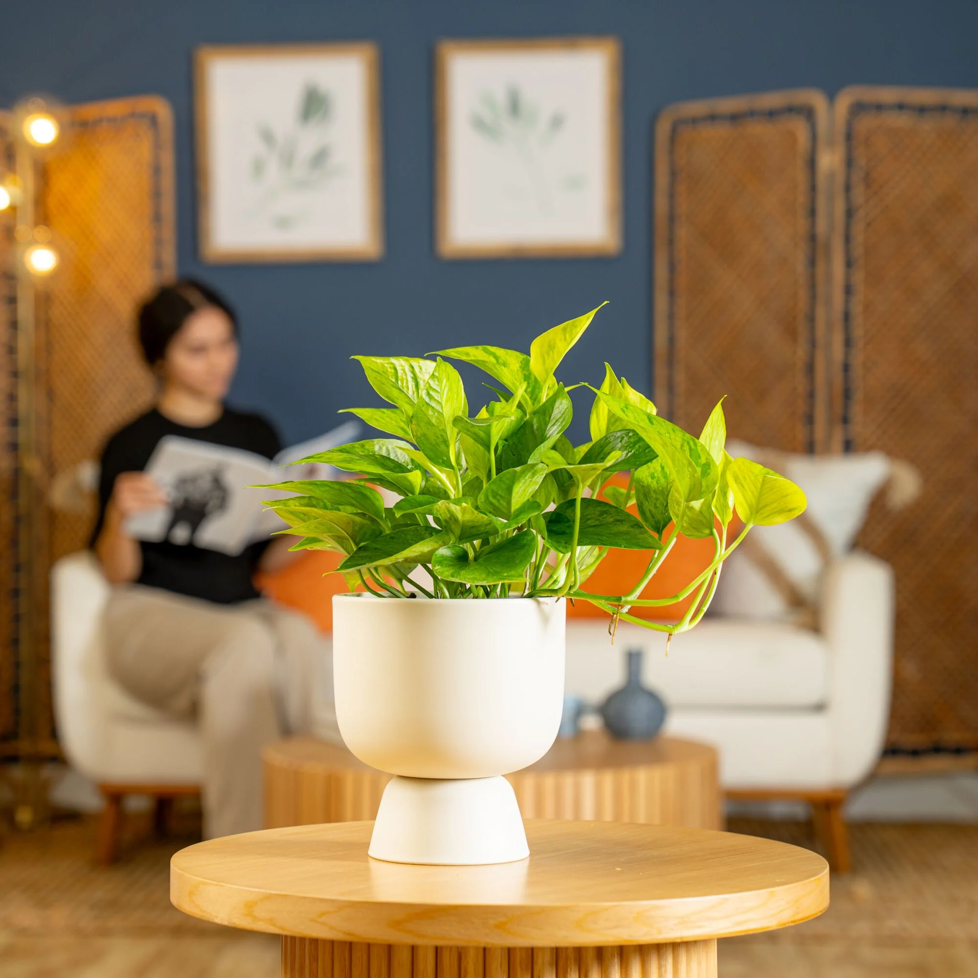 Pothos Jessenia Bright  | medium - Image 4