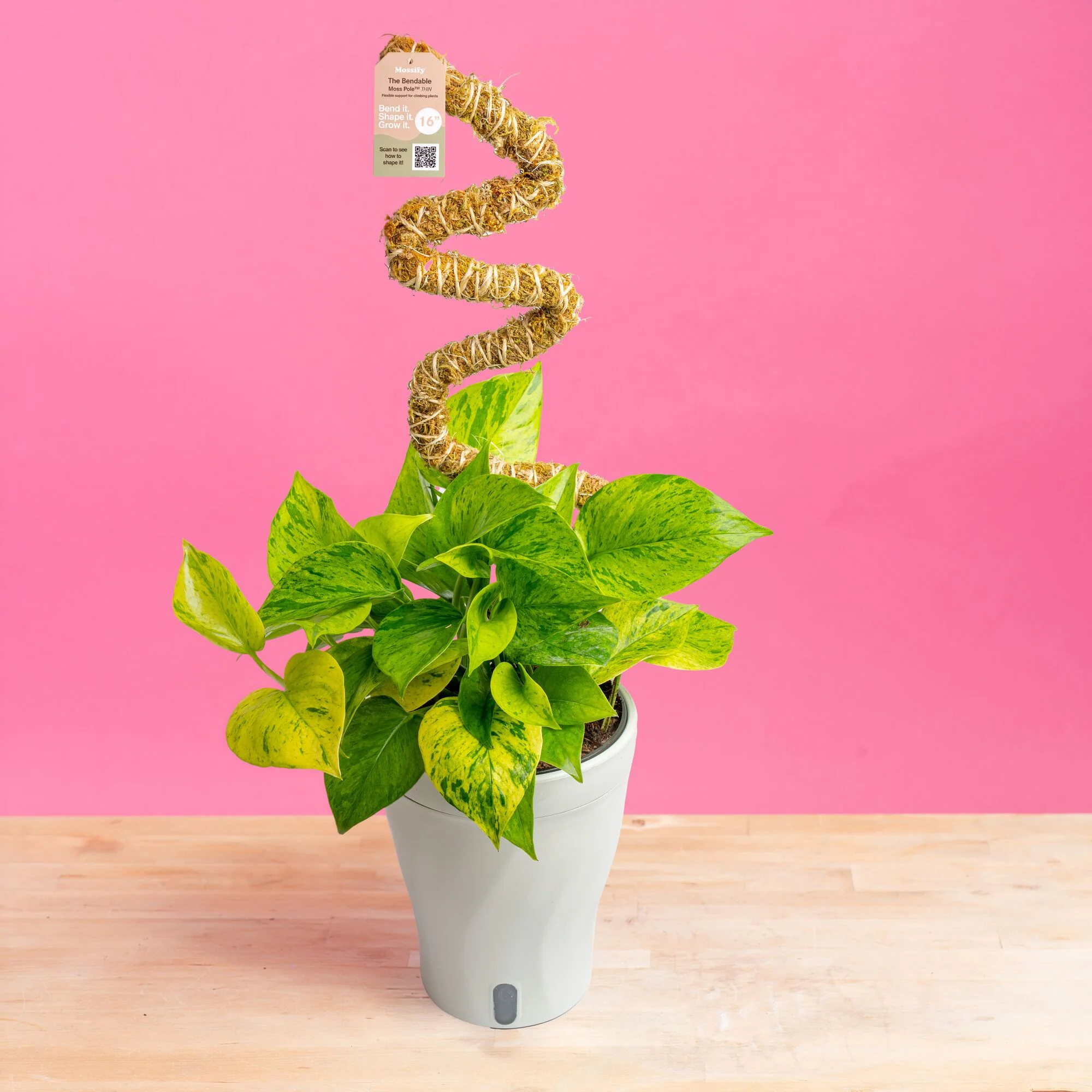 Pothos Jessenia Bright  | medium - Image 7