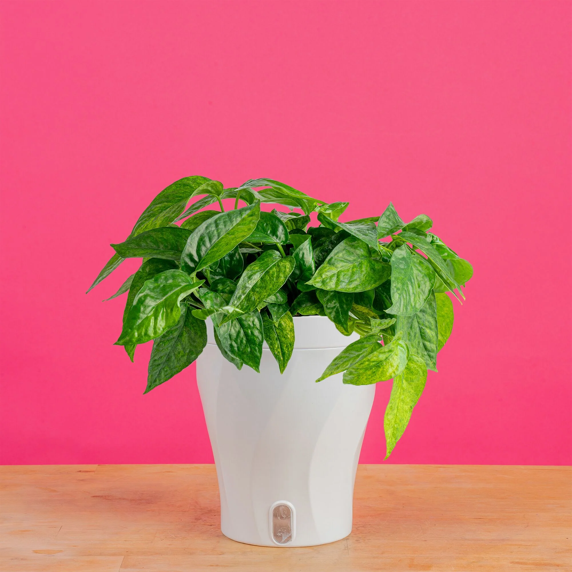 Pothos Mini Mint | medium
