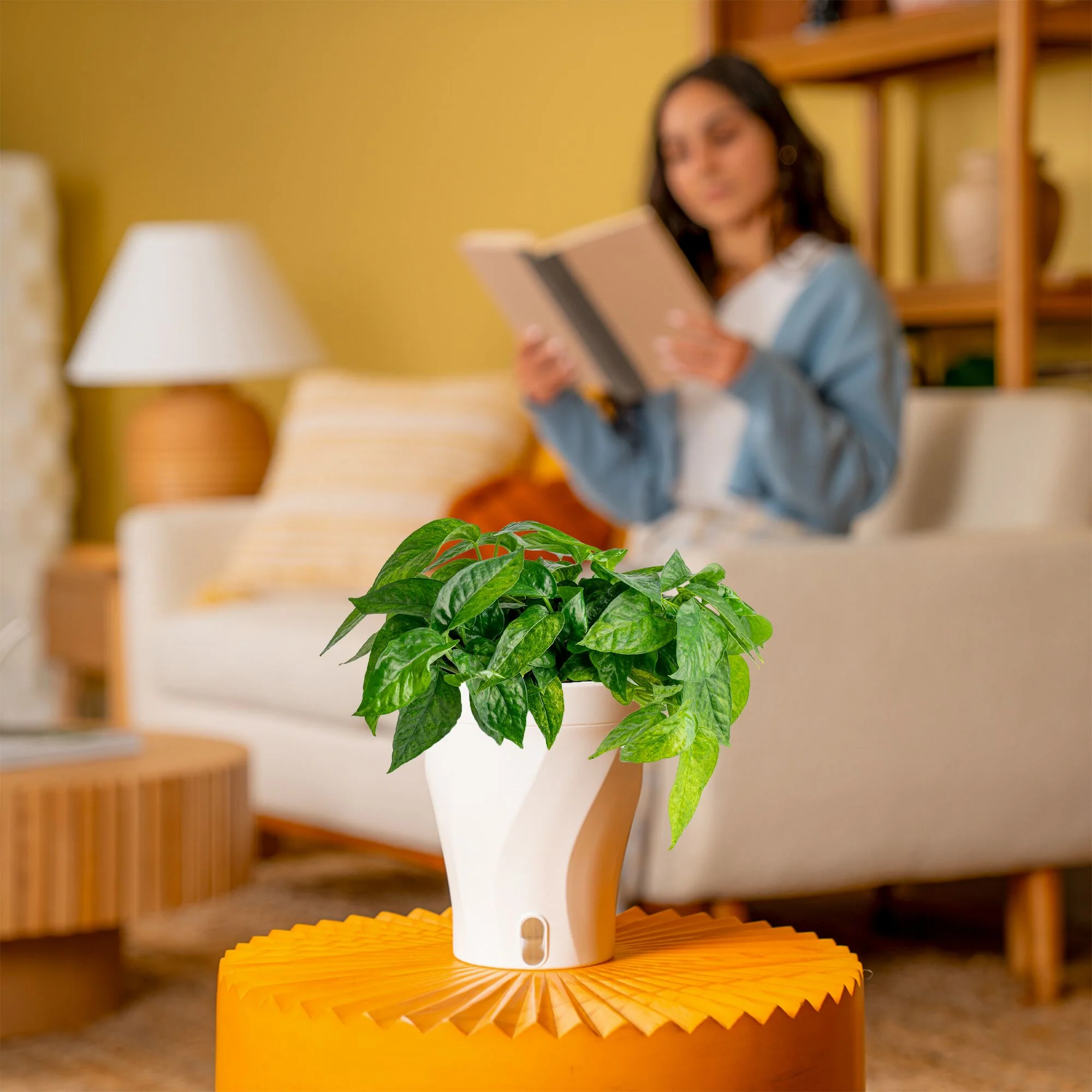 Pothos Mini Mint | medium - Image 2