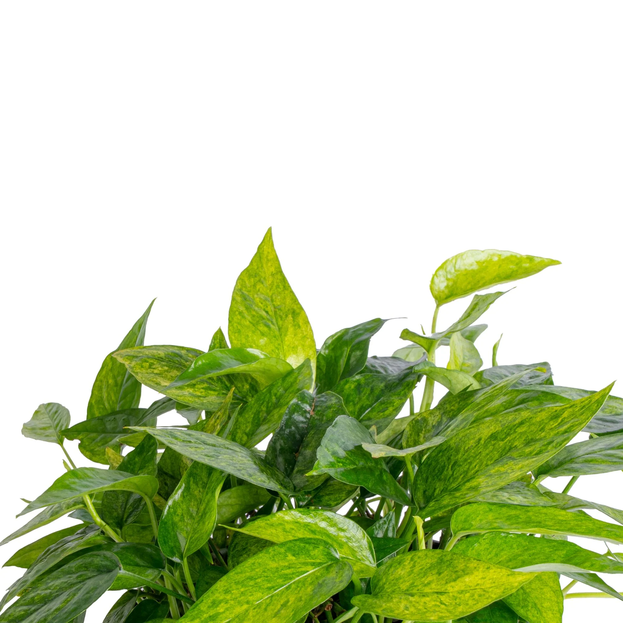 Pothos Mini Mint | medium - Image 3