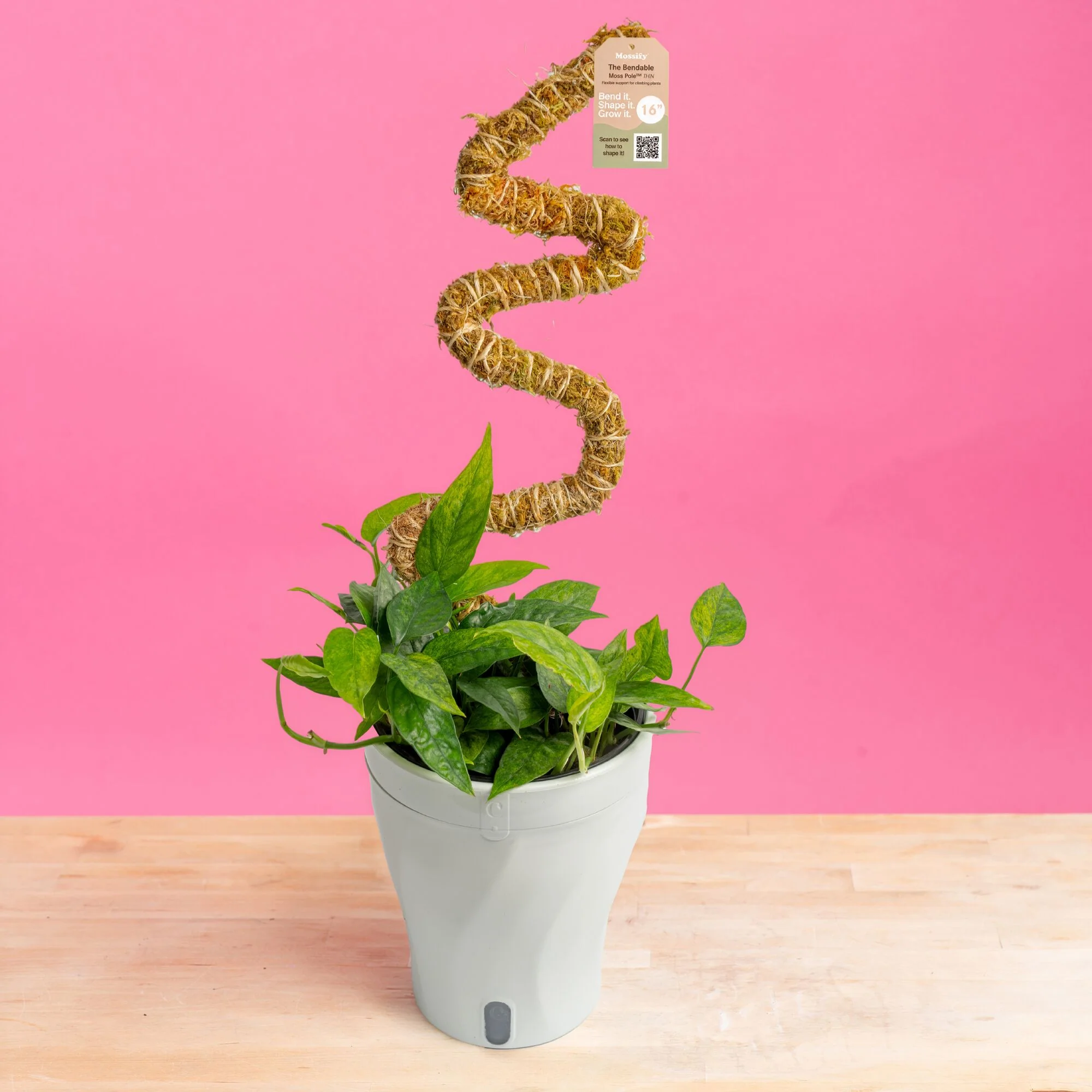 Pothos Mini Mint | medium - Image 9